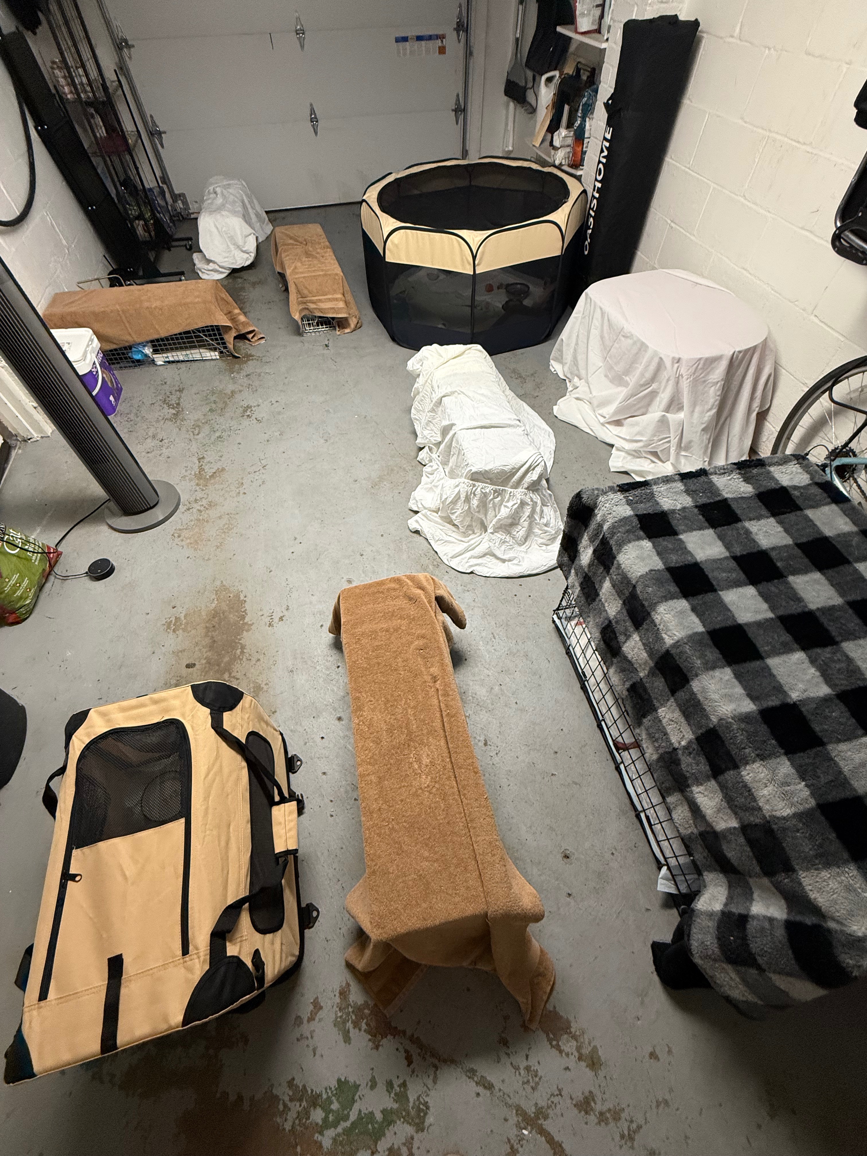 Brighton Heights TNR: 56 Cats Helped & Counting campaign photo, 4 of 8