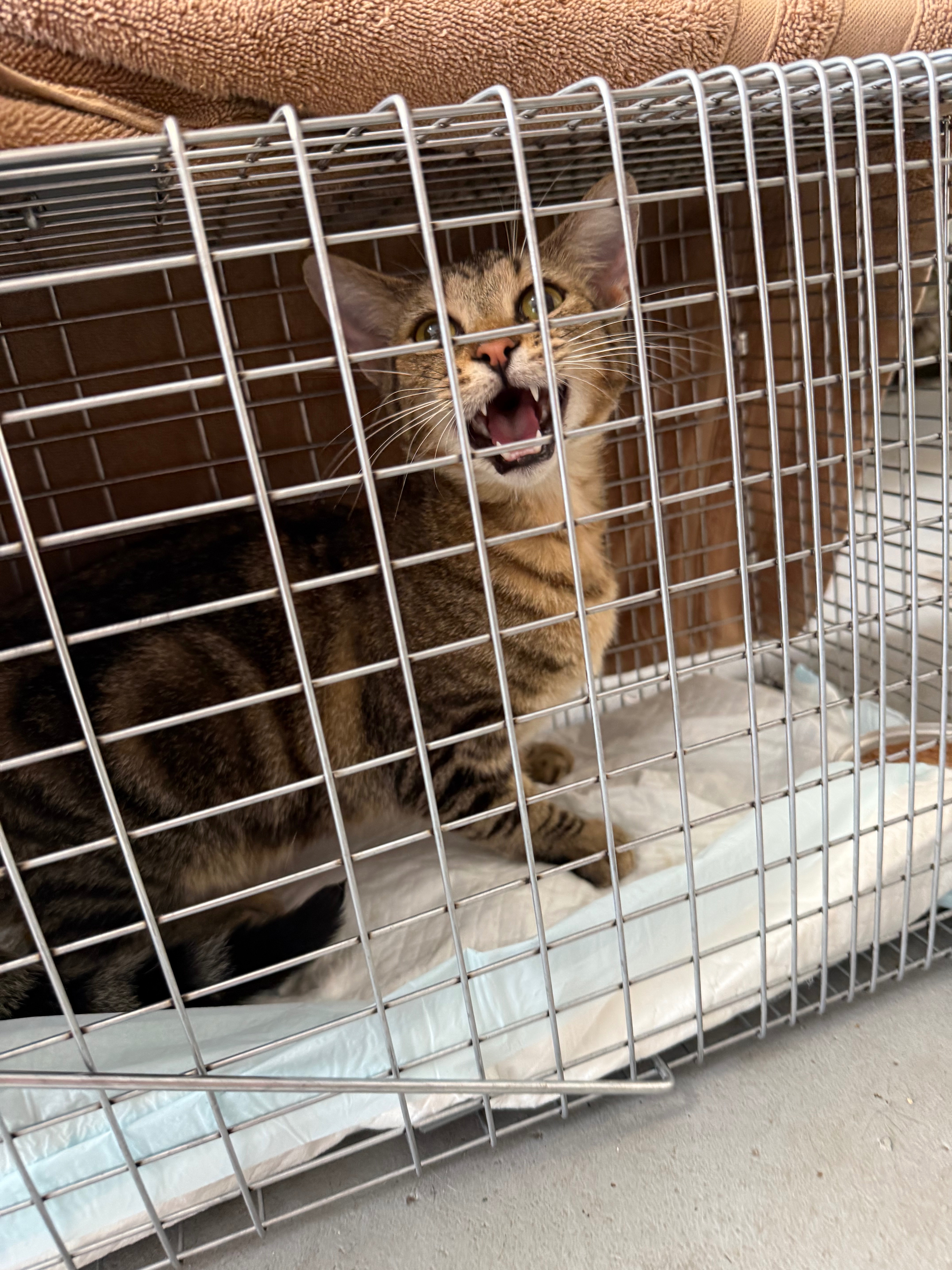 Brighton Heights TNR: 56 Cats Helped & Counting campaign photo, 5 of 8