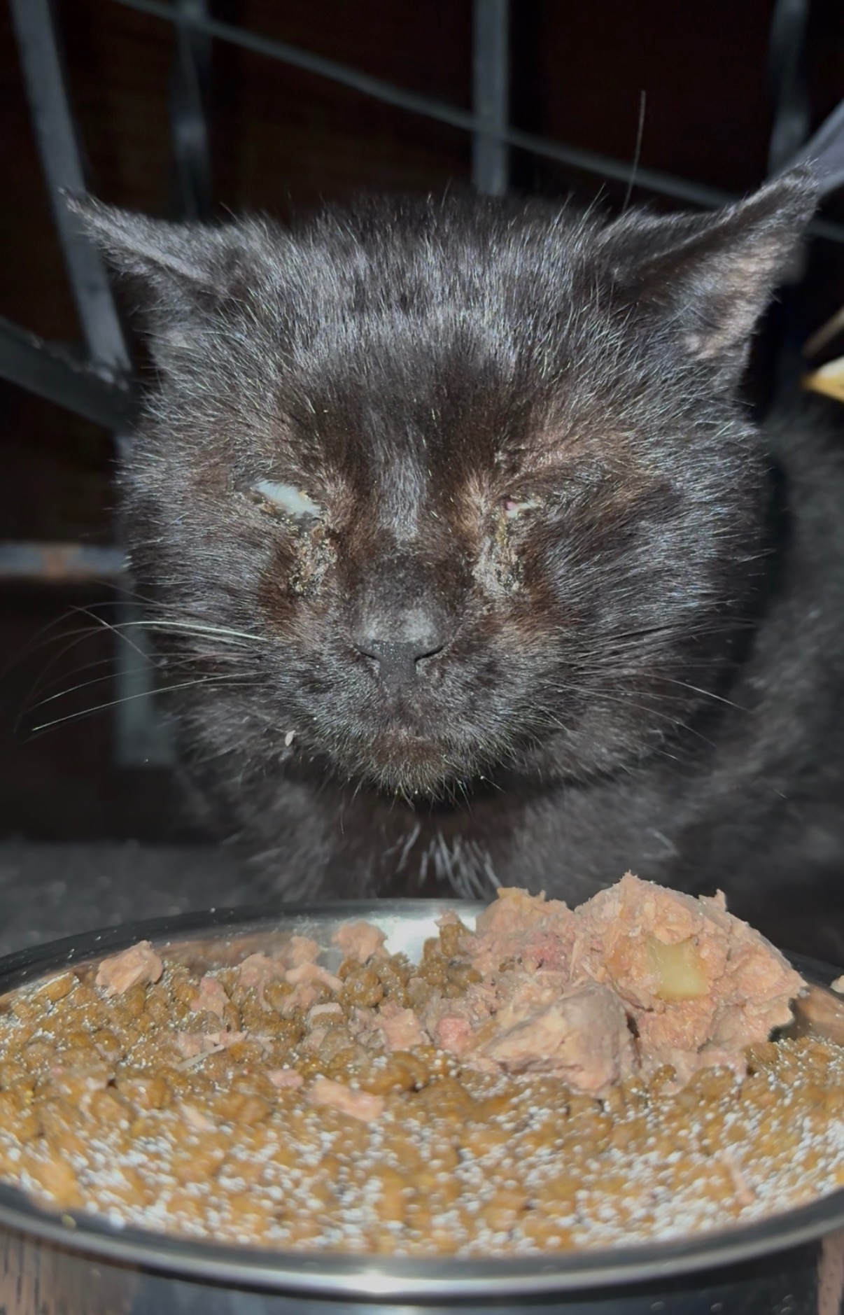 Brighton Heights TNR: 56 Cats Helped & Counting campaign photo, 6 of 8