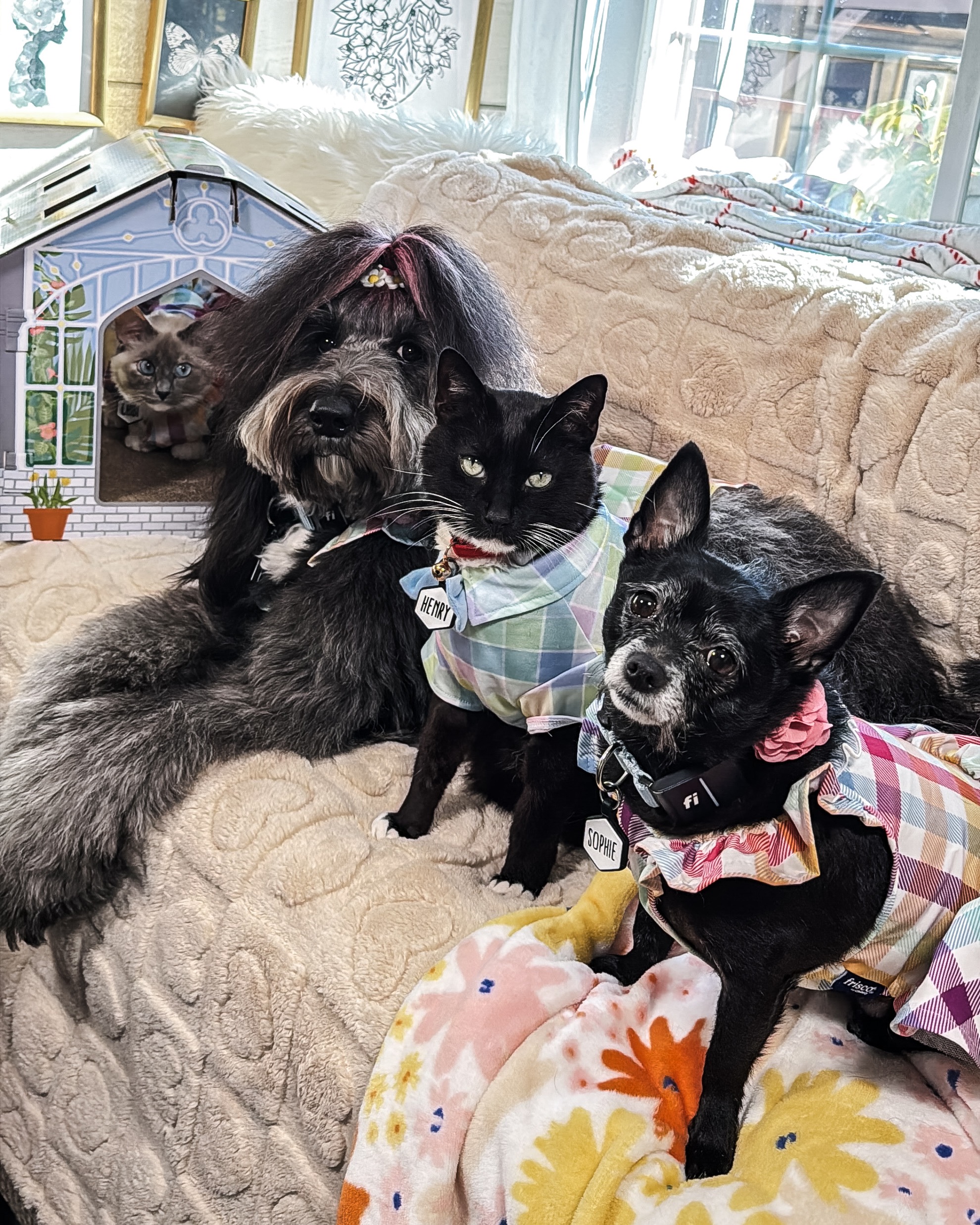 Help Us Cover $13k in Vet Bills! campaign photo, 7 of 8