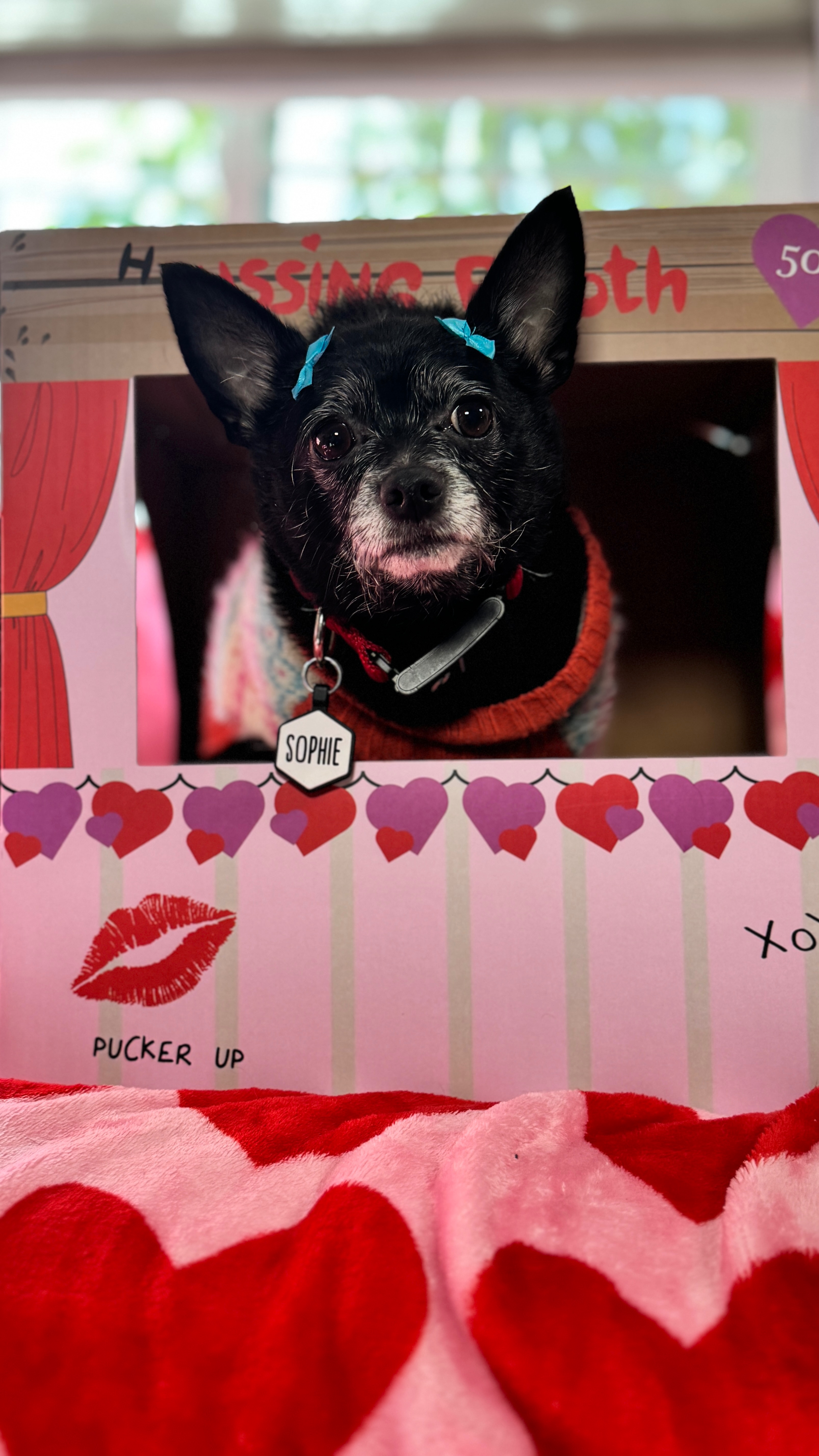 Help Us Cover $13k in Vet Bills! campaign photo, 2 of 8