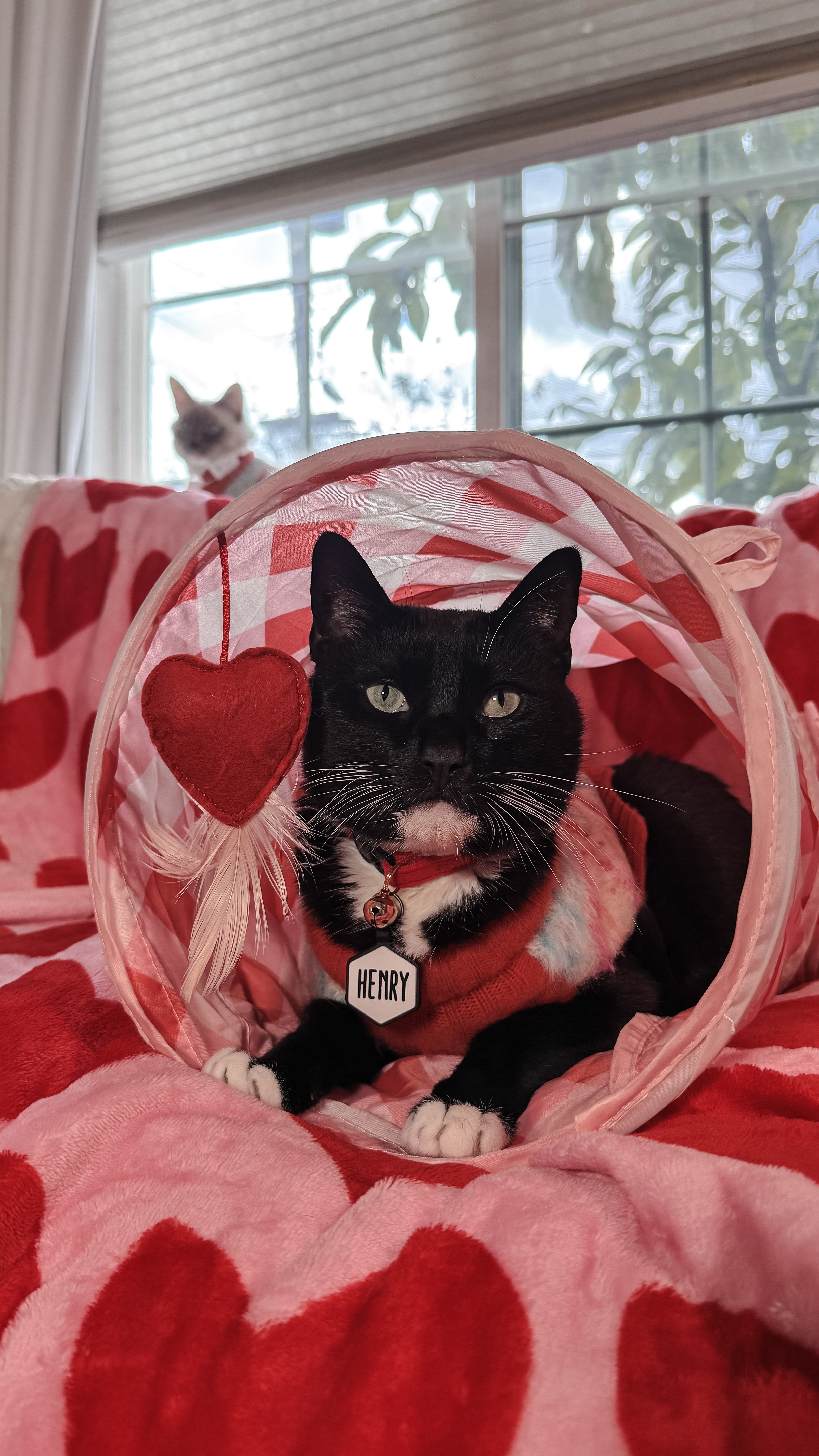 Help Us Cover $13k in Vet Bills! campaign photo, 4 of 8