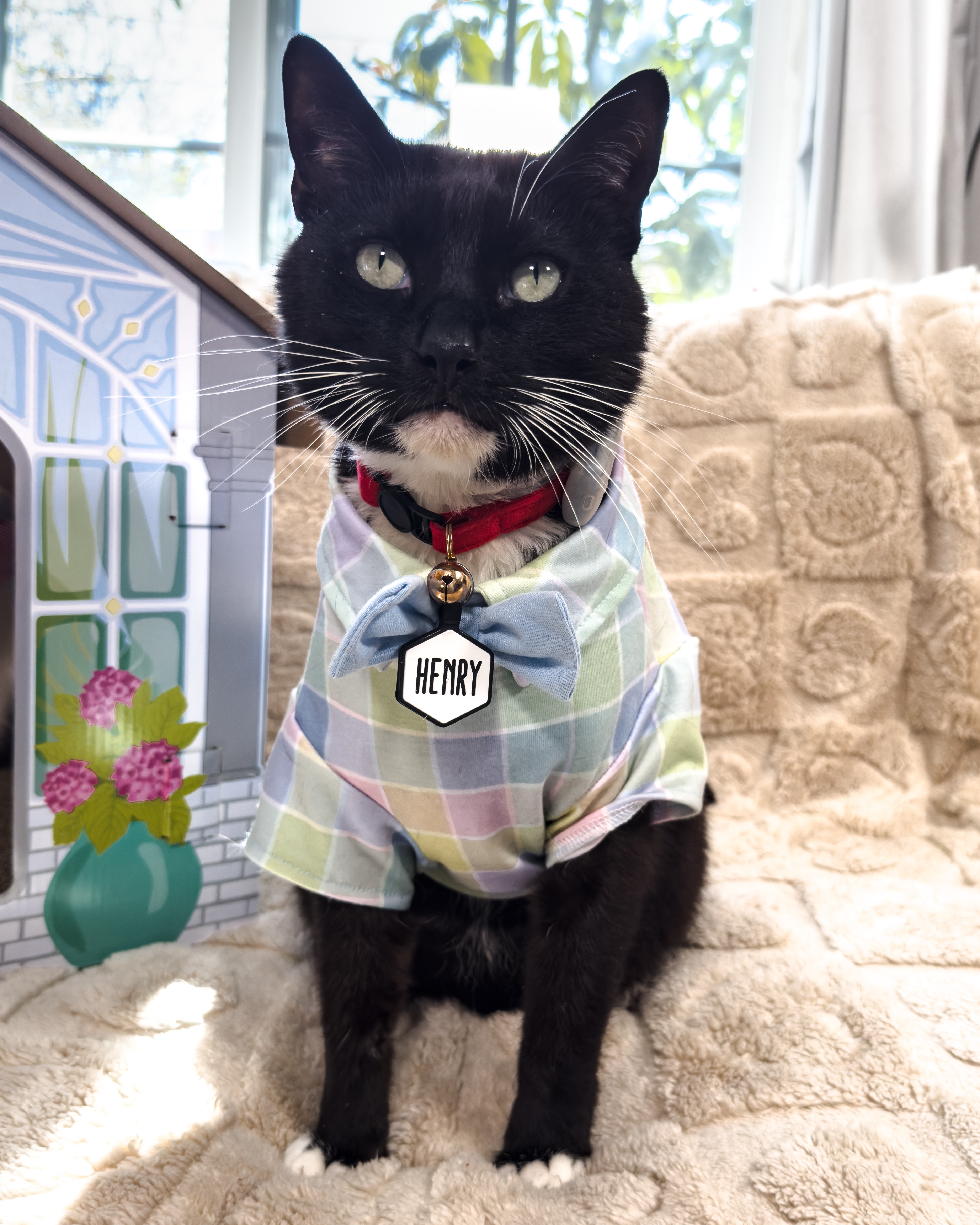 Help Us Cover $13k in Vet Bills! campaign photo, 5 of 8
