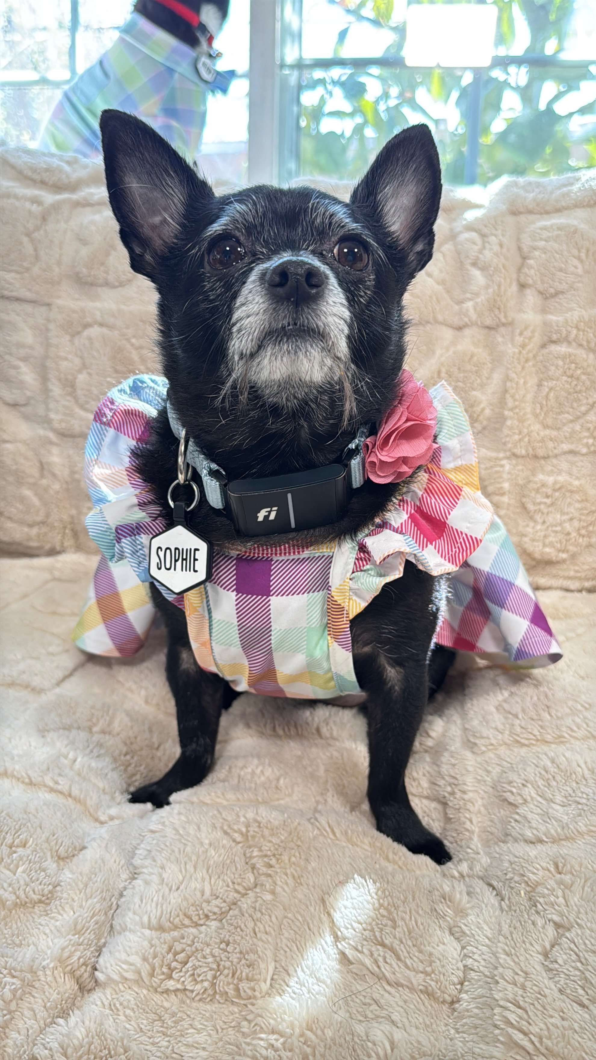 Help Us Cover $13k in Vet Bills! campaign photo, 6 of 8