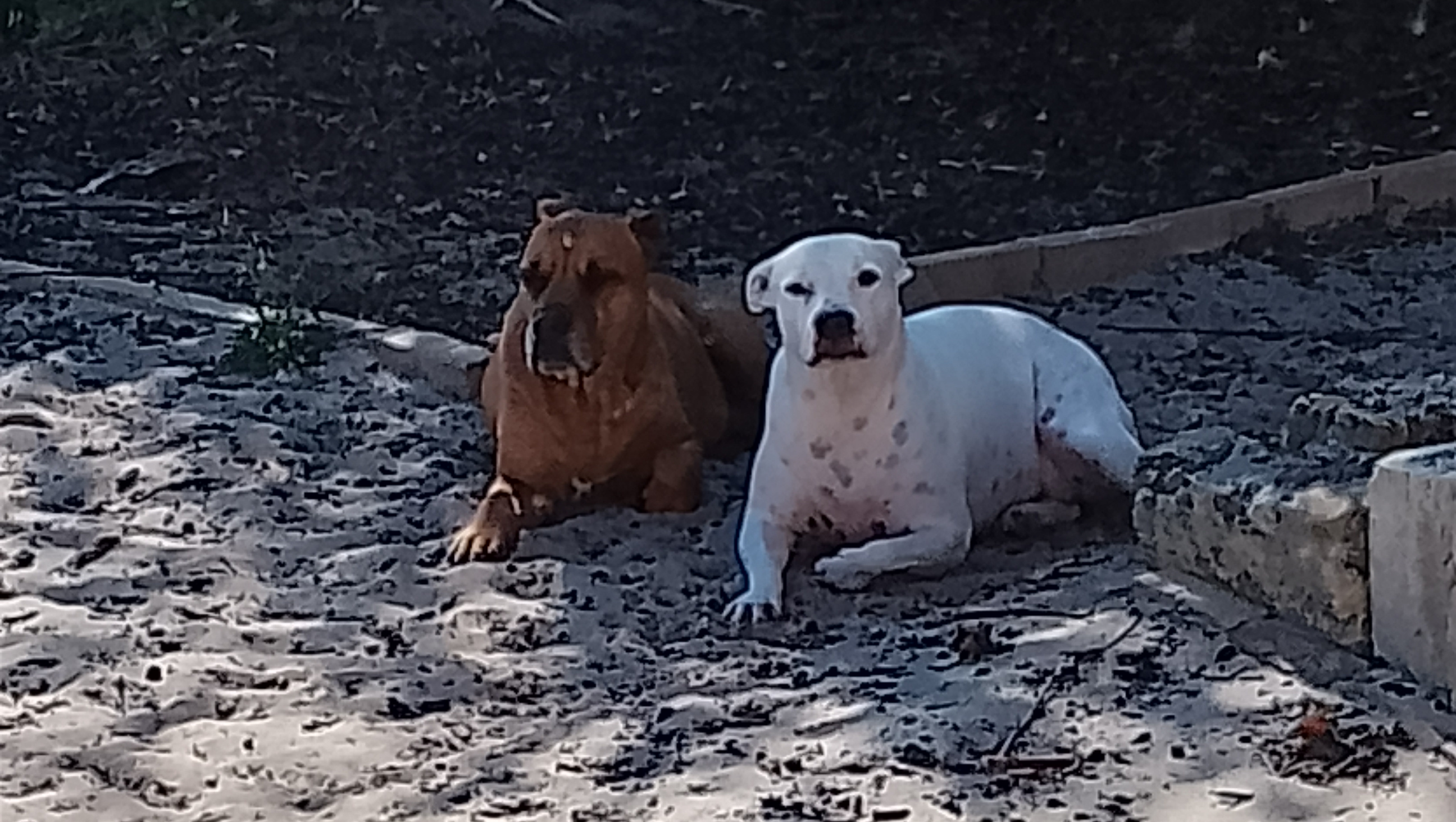Help rescue dog Lilly fight Lymphoma photo