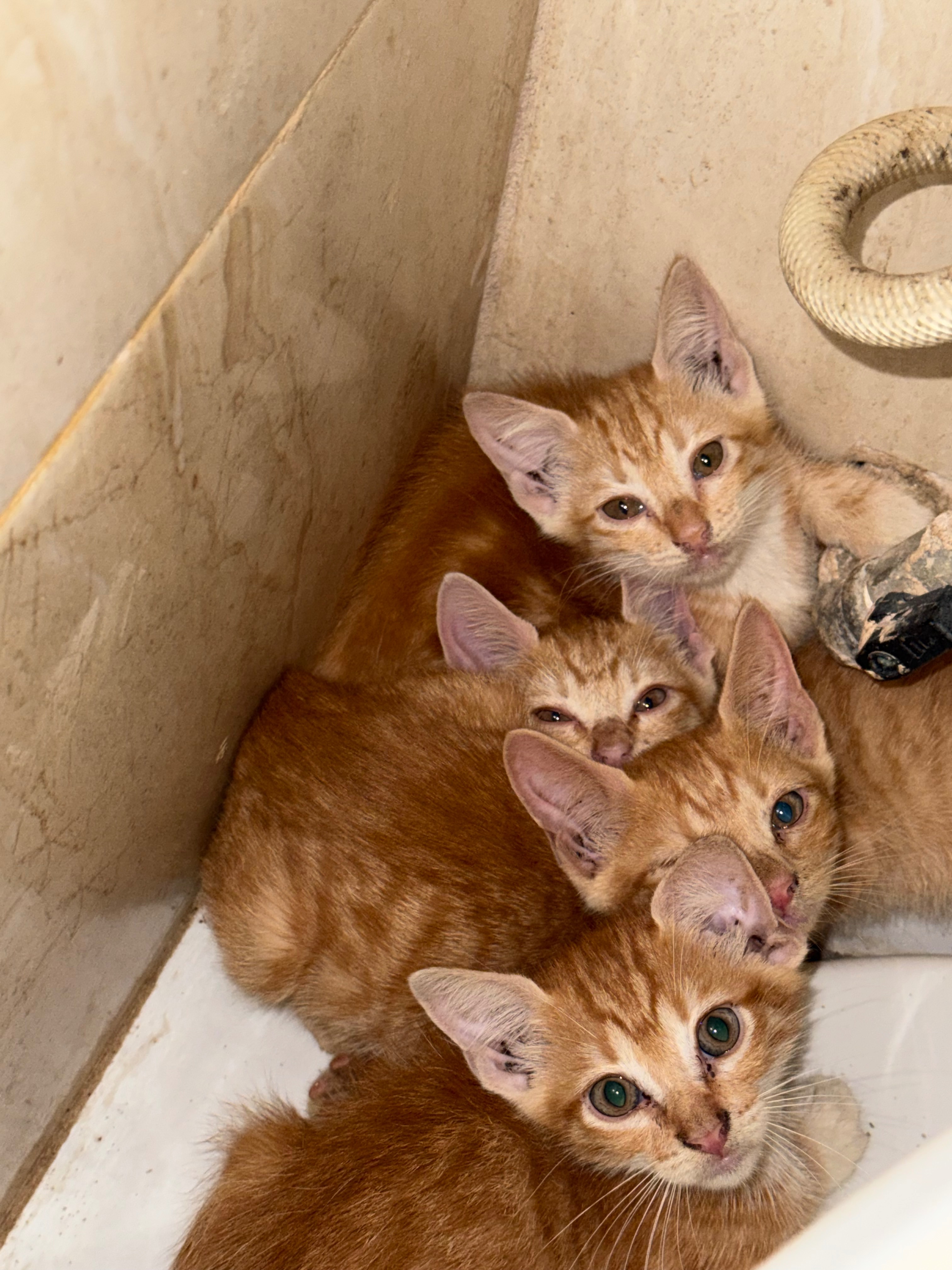 RESCUE KITTENS campaign photo, 2 of 6
