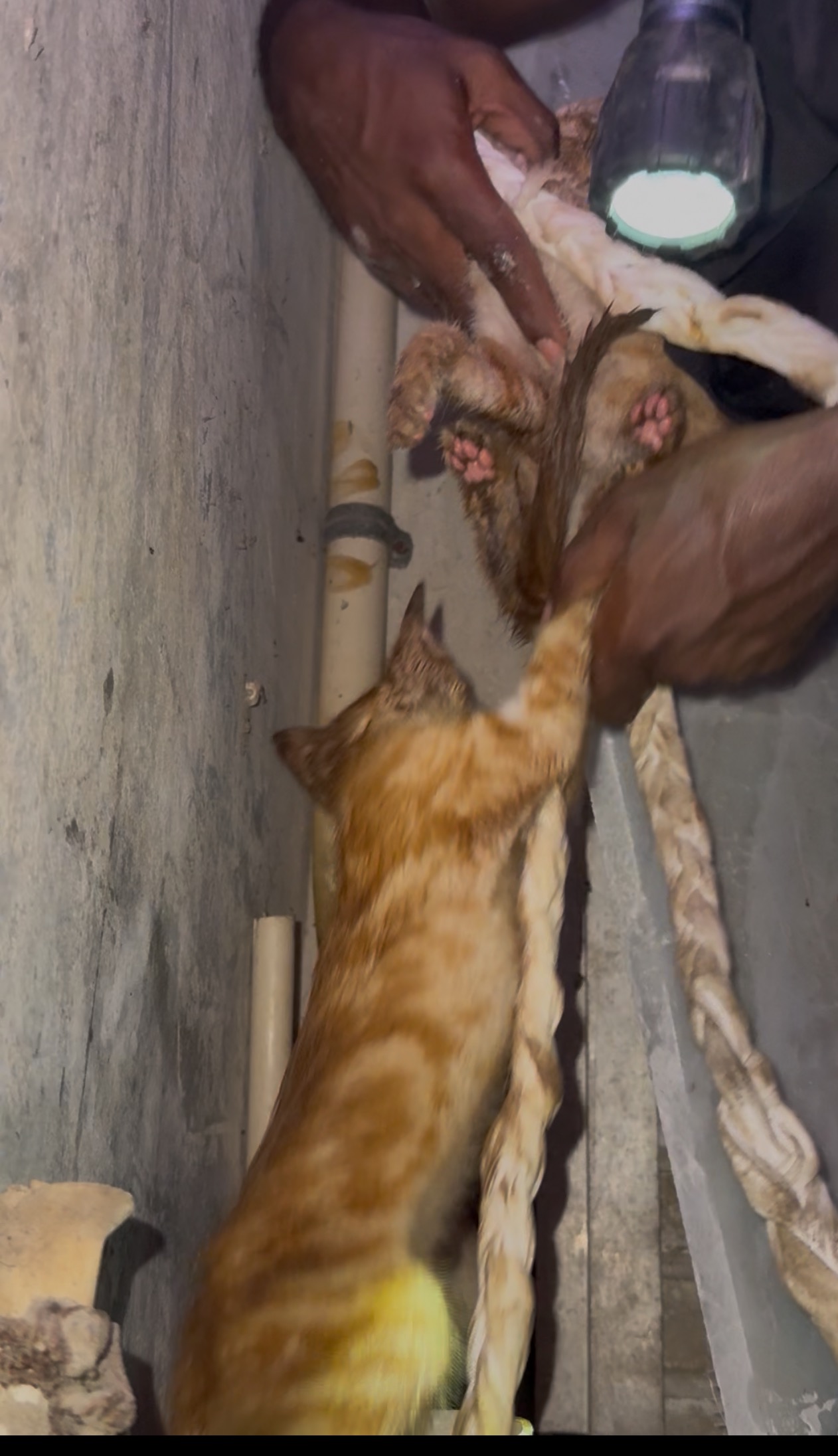 RESCUE KITTENS campaign photo, 4 of 6