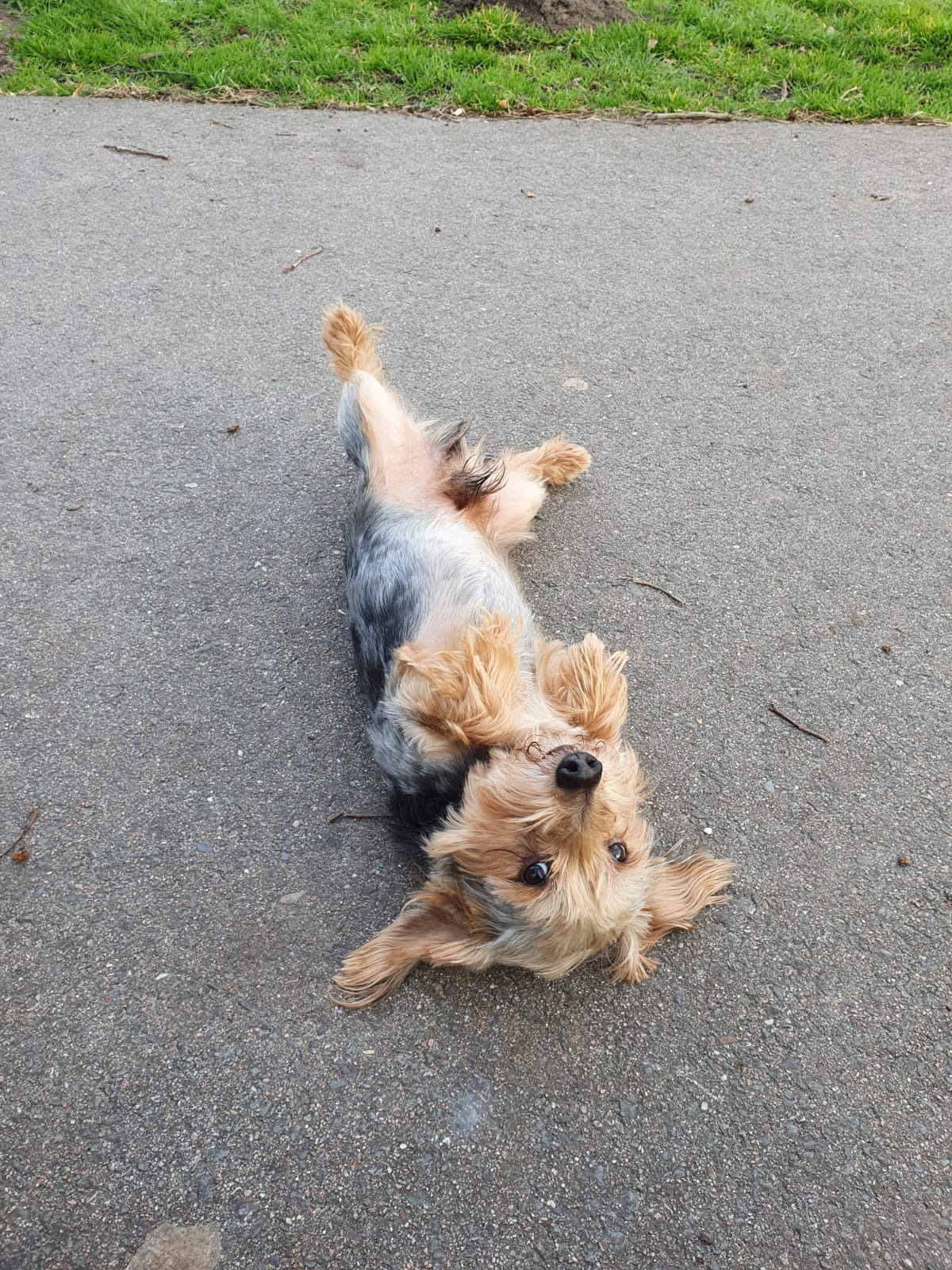 Sammie's Doggie Dental Care campaign photo, 6 of 8