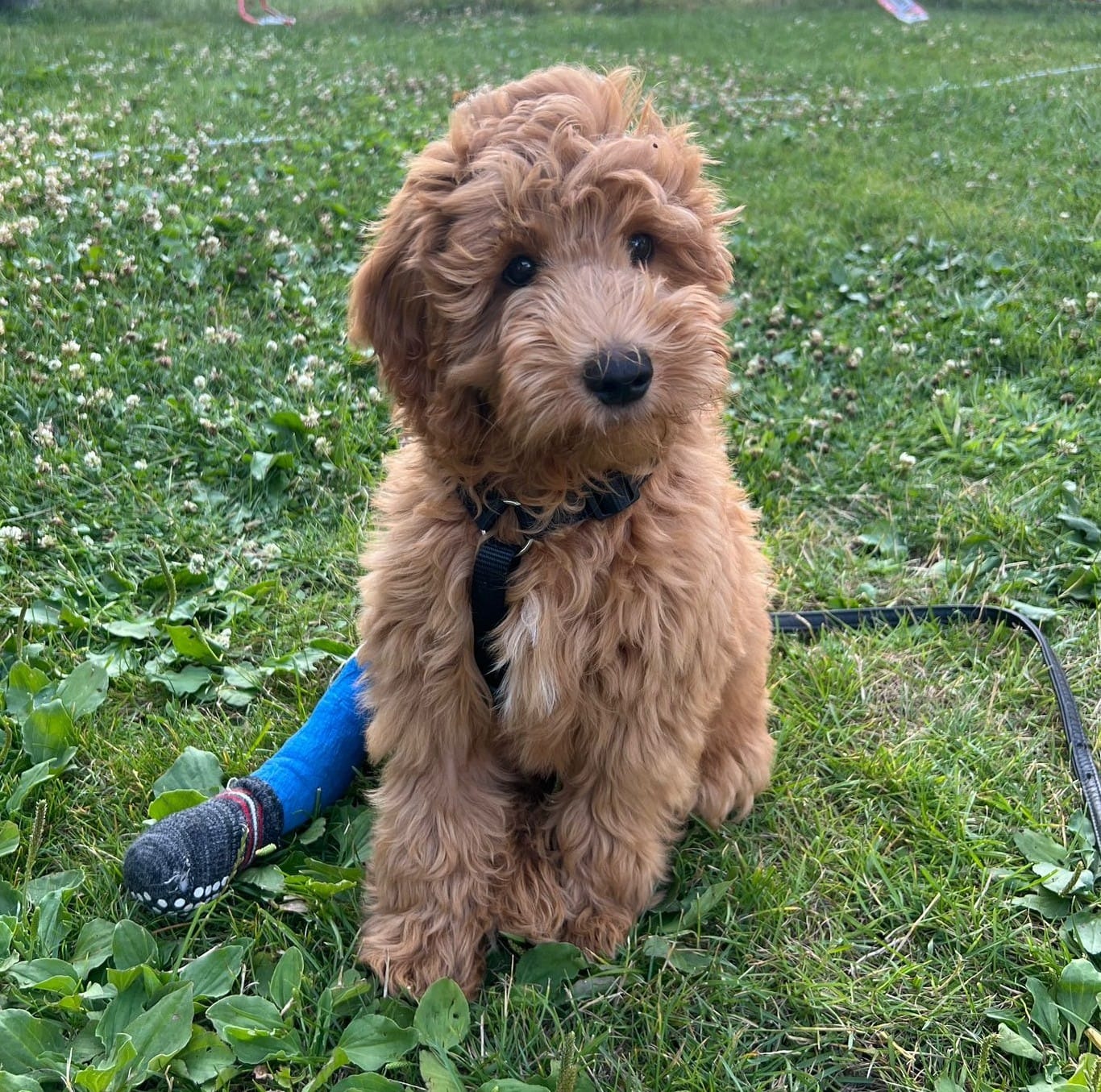 Therapiehund in Ausbildung - Lino ist schwer verletzt campaign photo, 7 of 8