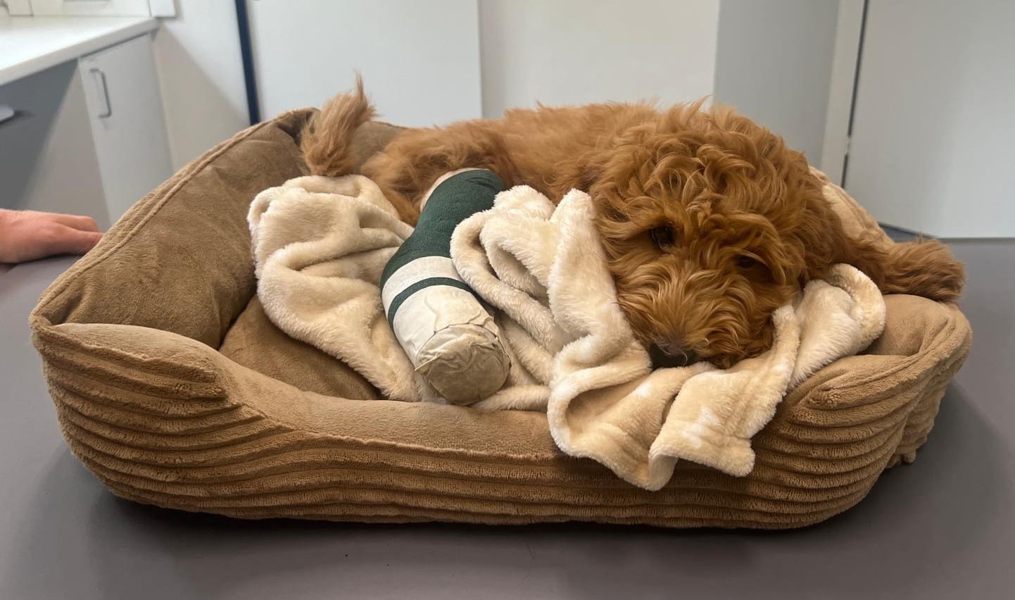 Therapiehund in Ausbildung - Lino ist schwer verletzt campaign photo, 4 of 8