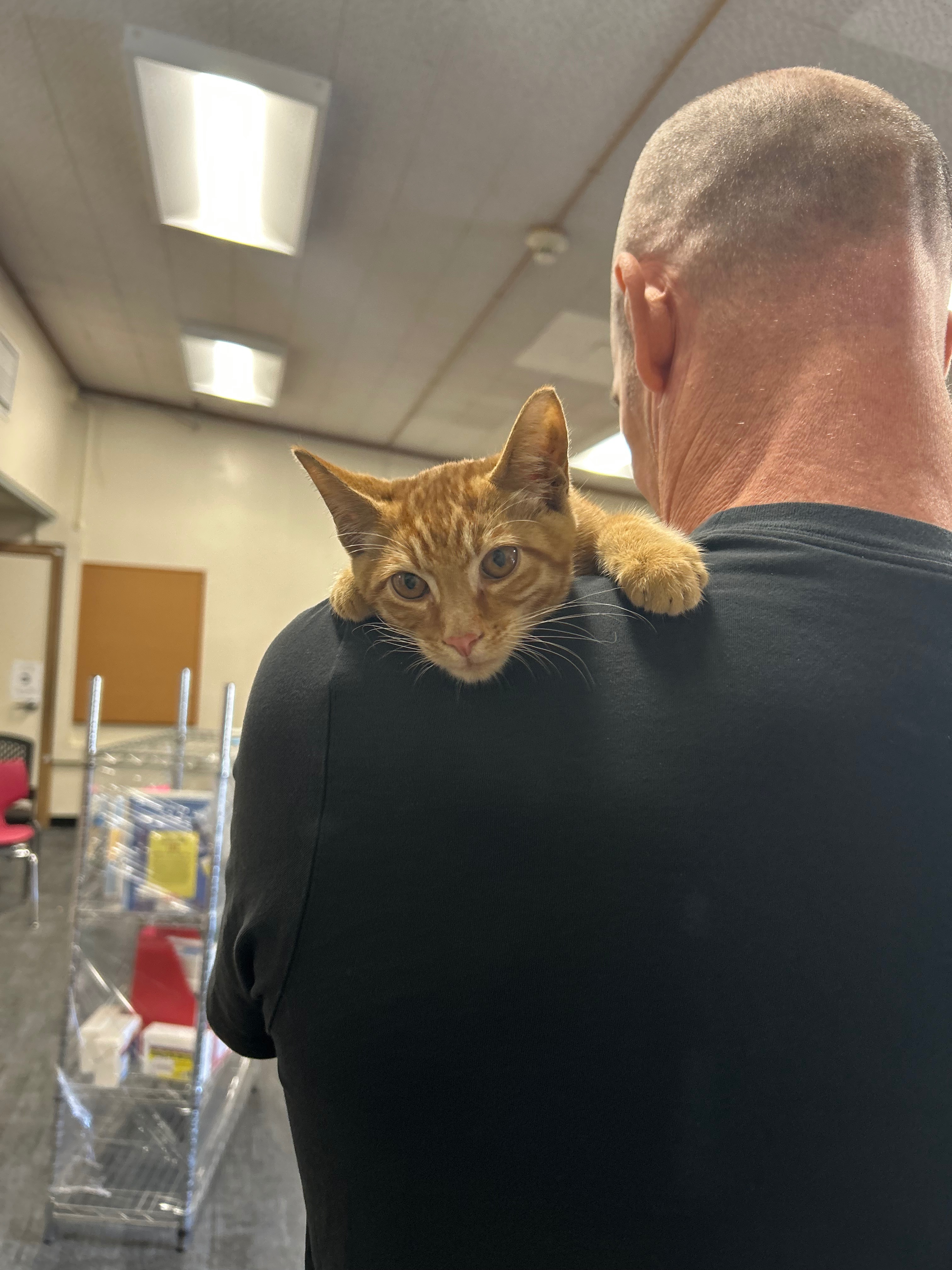 Urgent Care Needed for Injured Kitten in Fremont campaign photo, 4 of 5
