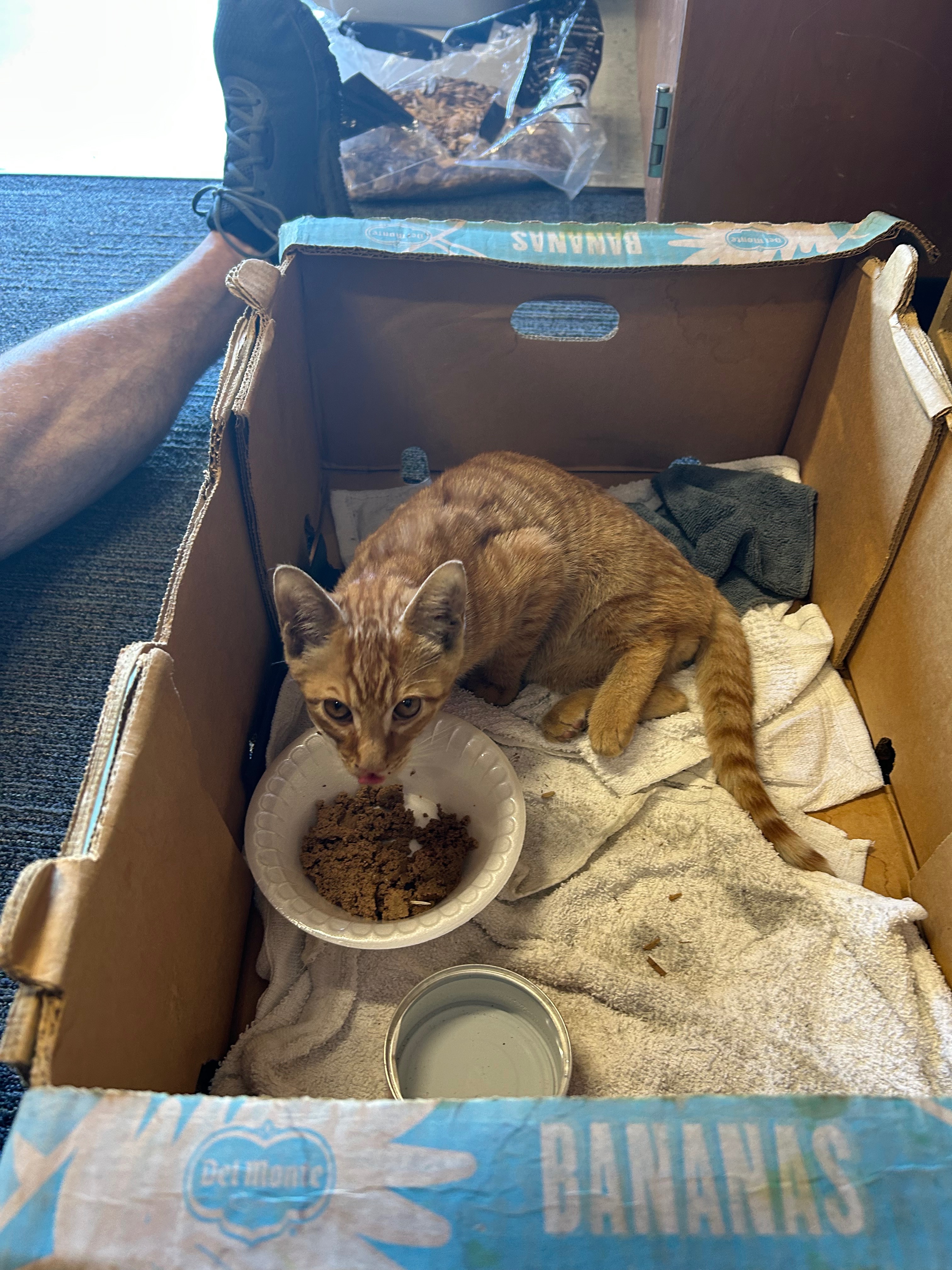 Urgent Care Needed for Injured Kitten in Fremont campaign photo, 2 of 5