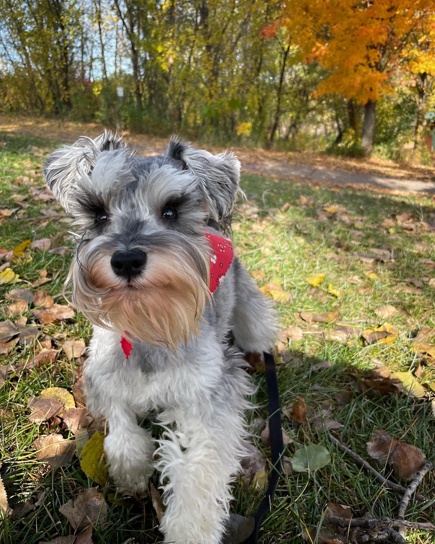 Help Us Get Life-Saving MRI for Motley campaign photo, 6 of 7