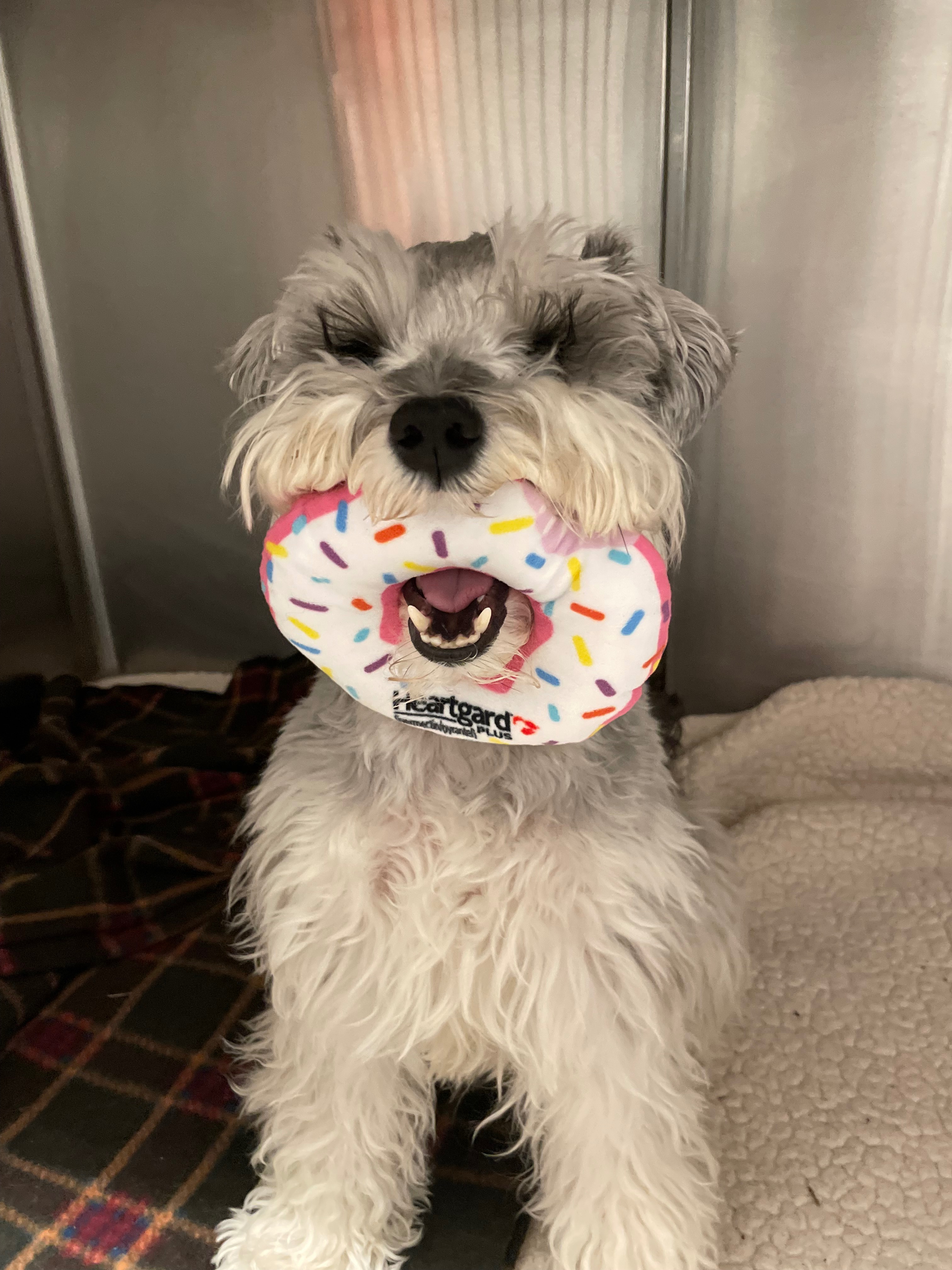 Help Us Get Life-Saving MRI for Motley campaign photo, 2 of 7