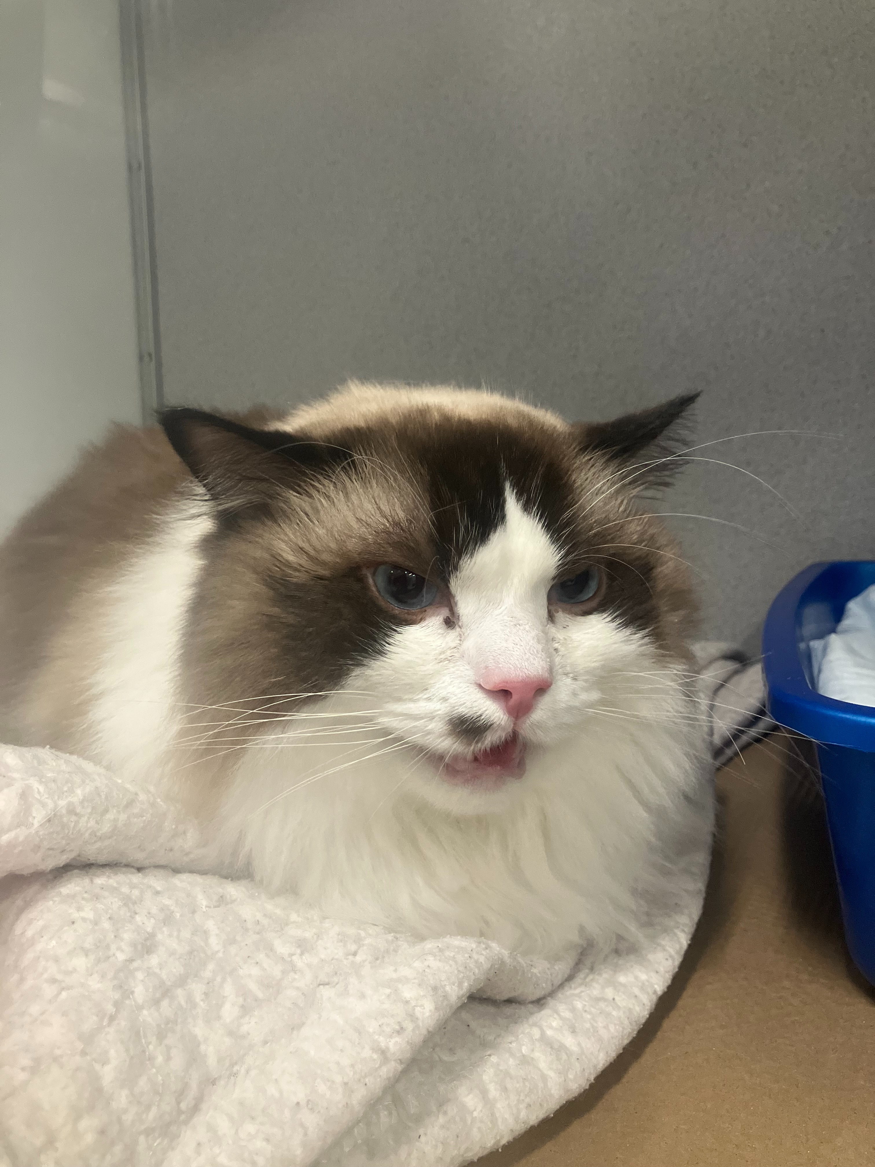 Donate to Cover Sherman's Life-Saving Treatment campaign photo, 7 of 8