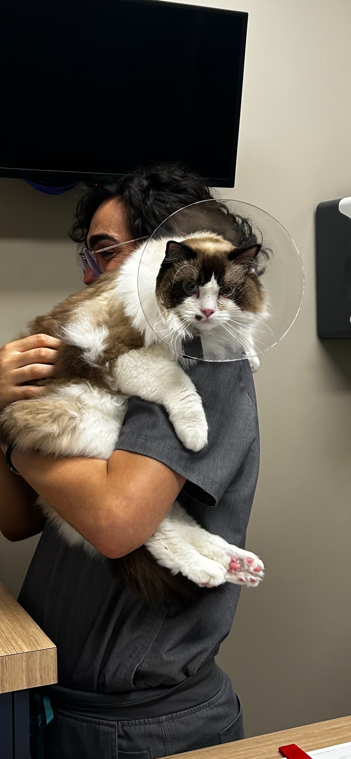Donate to Cover Sherman's Life-Saving Treatment campaign photo, 2 of 8