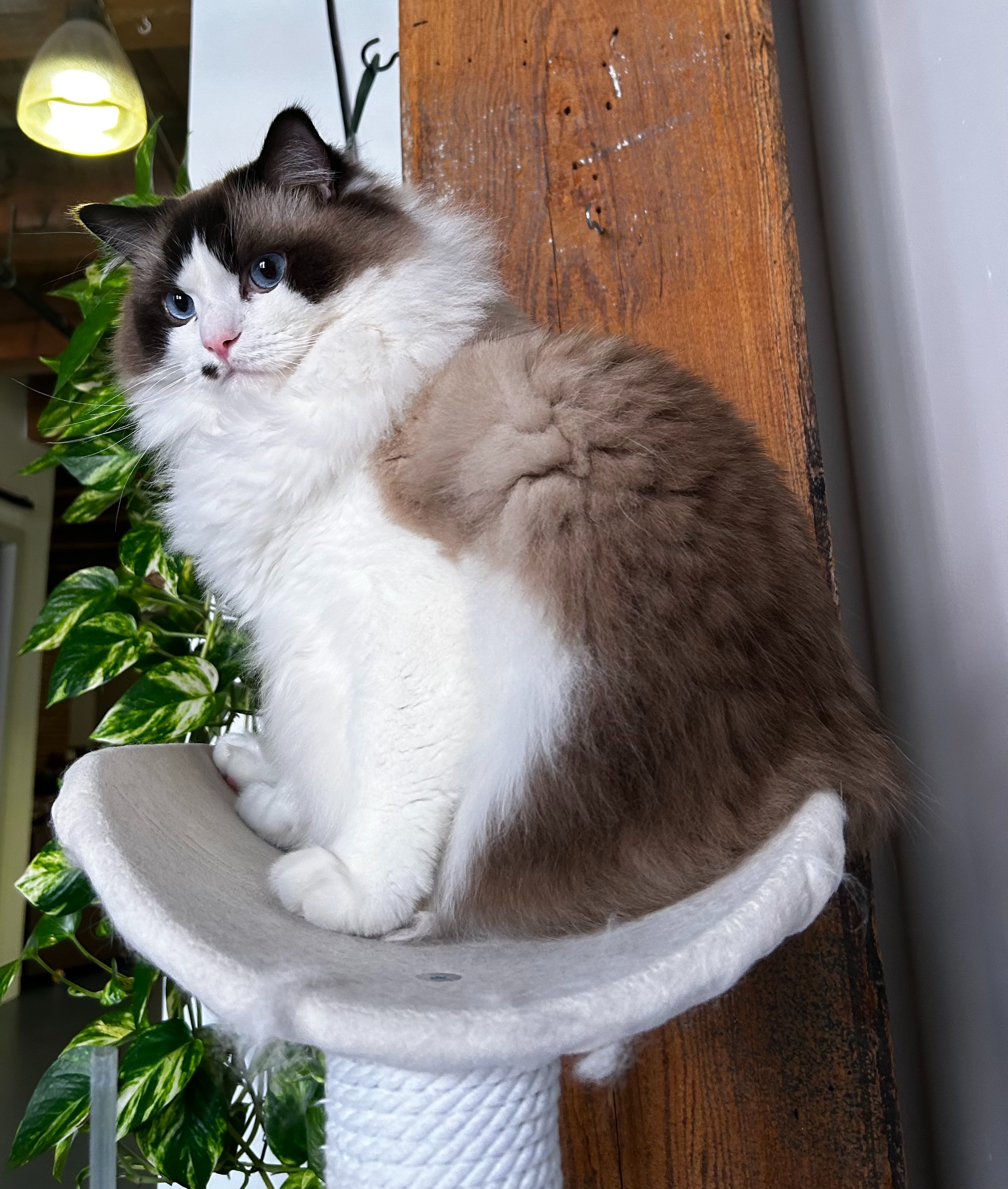 Donate to Cover Sherman's Life-Saving Treatment campaign photo, 4 of 8