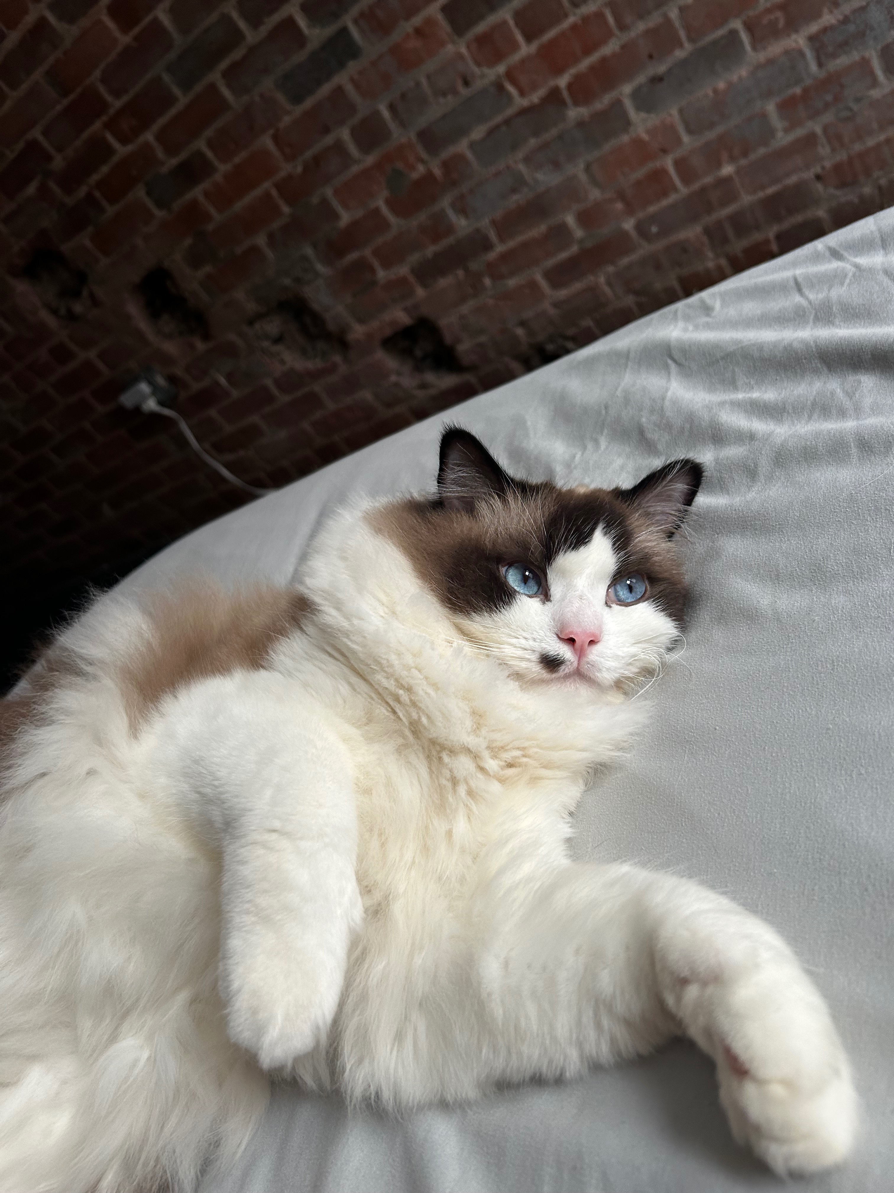 Donate to Cover Sherman's Life-Saving Treatment campaign photo, 5 of 8