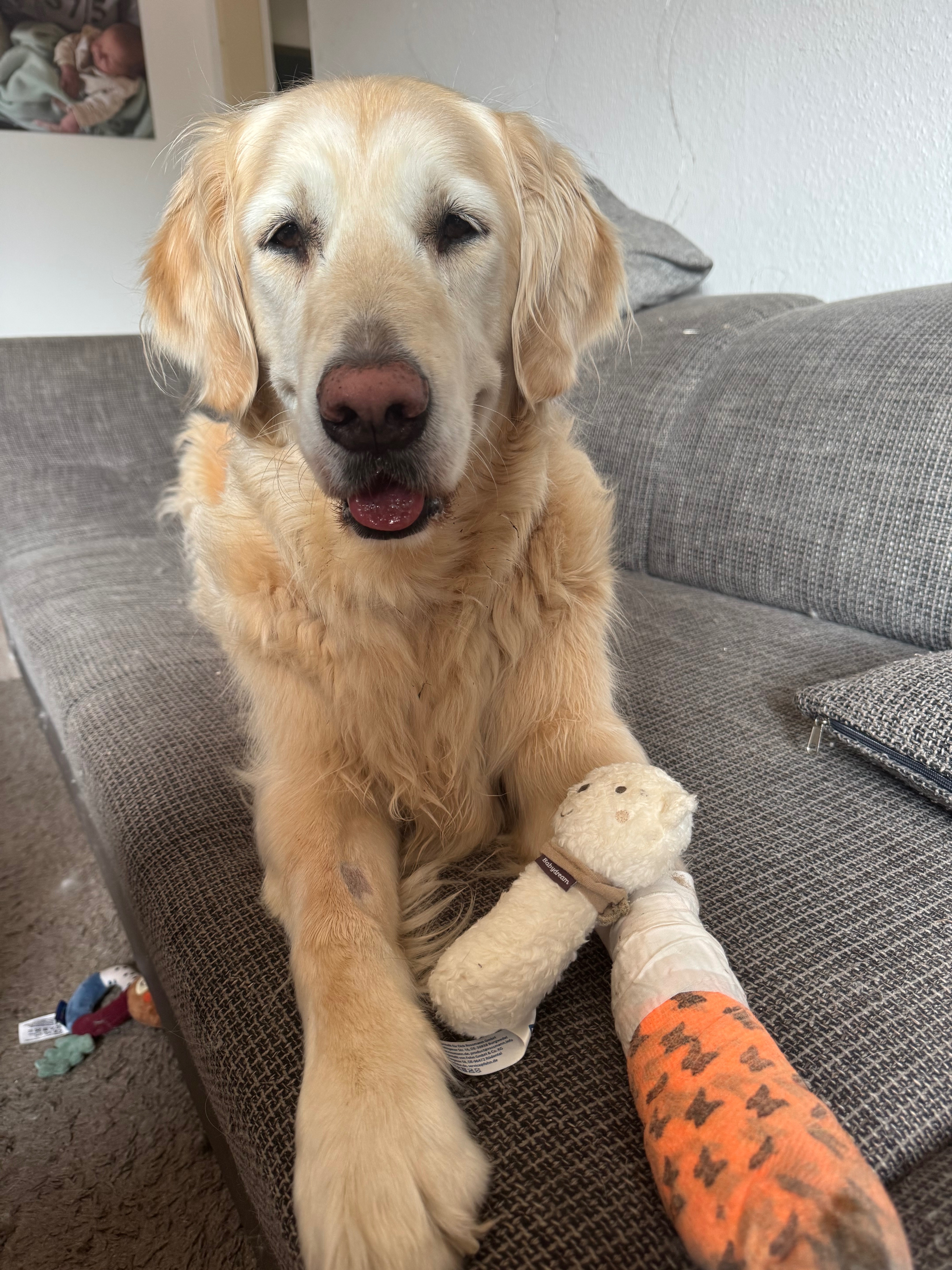 Hilfe für Sky – Unser tapferer Goldi kämpft gegen den Krebs campaign photo, 4 of 8