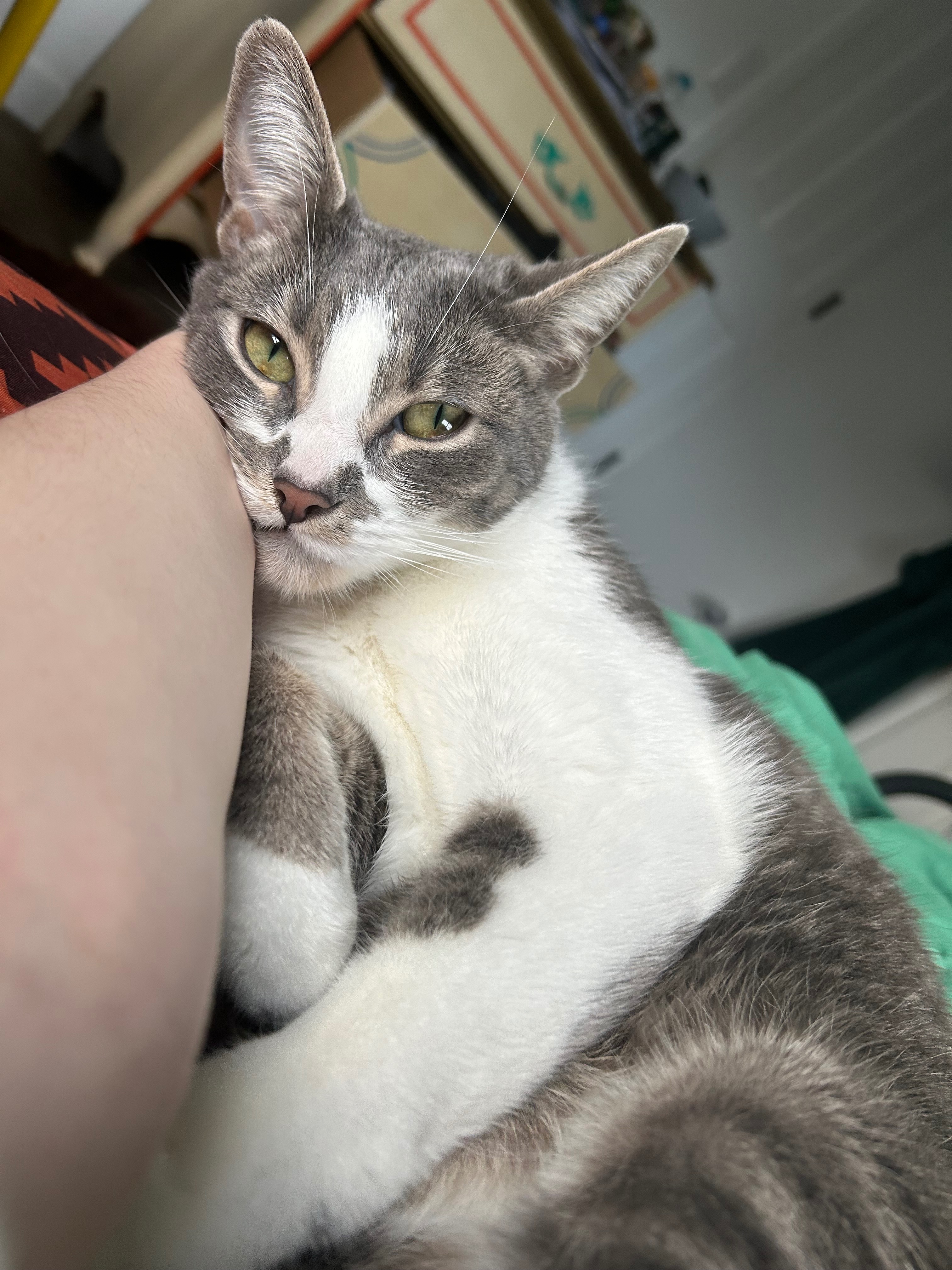 Keep Nova and Their Cat Together in Hard Times campaign photo, 5 of 7