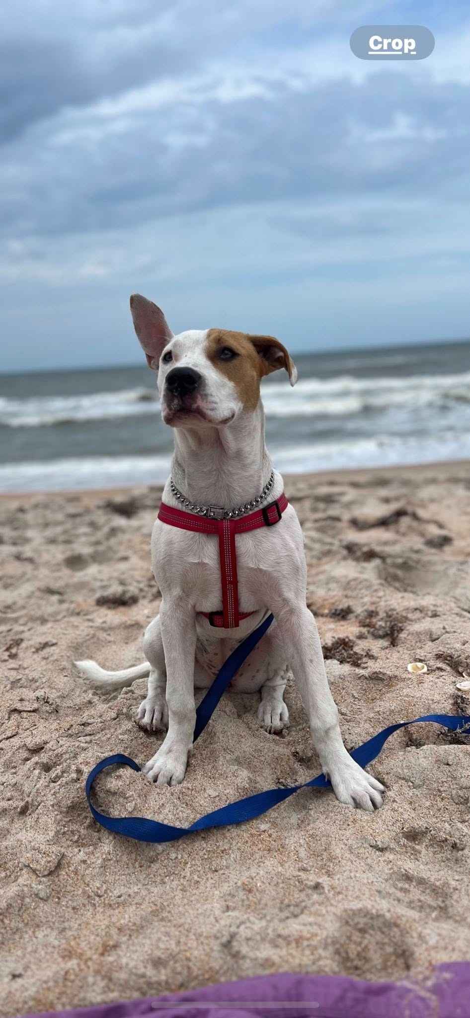 Help Millie and Mitzie Beat Parvovirus campaign photo, 5 of 6
