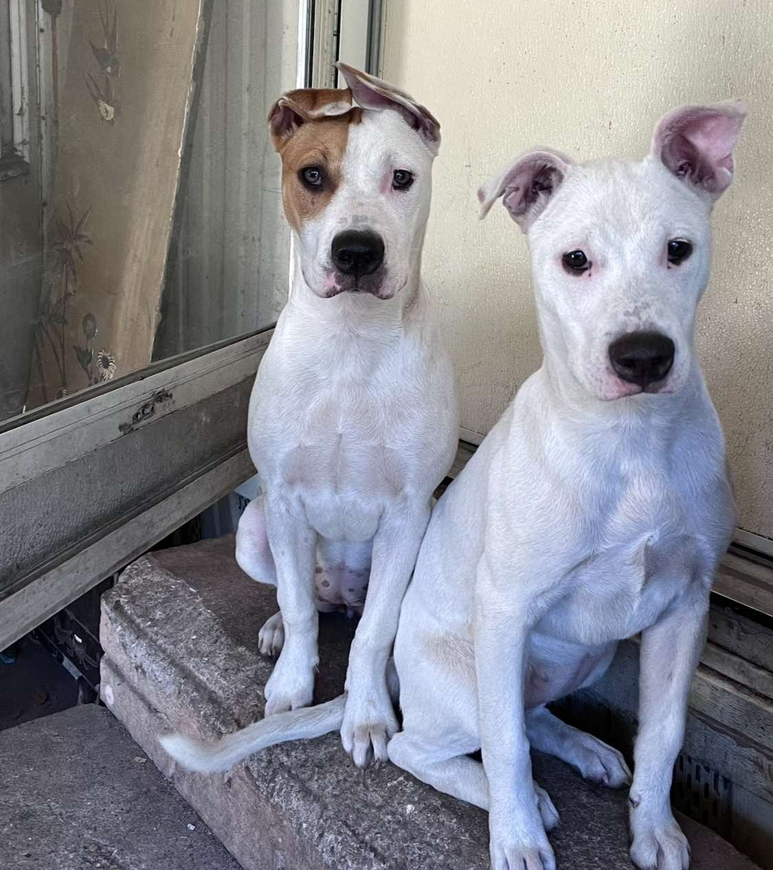 Help Millie and Mitzie Beat Parvovirus campaign photo, 2 of 6
