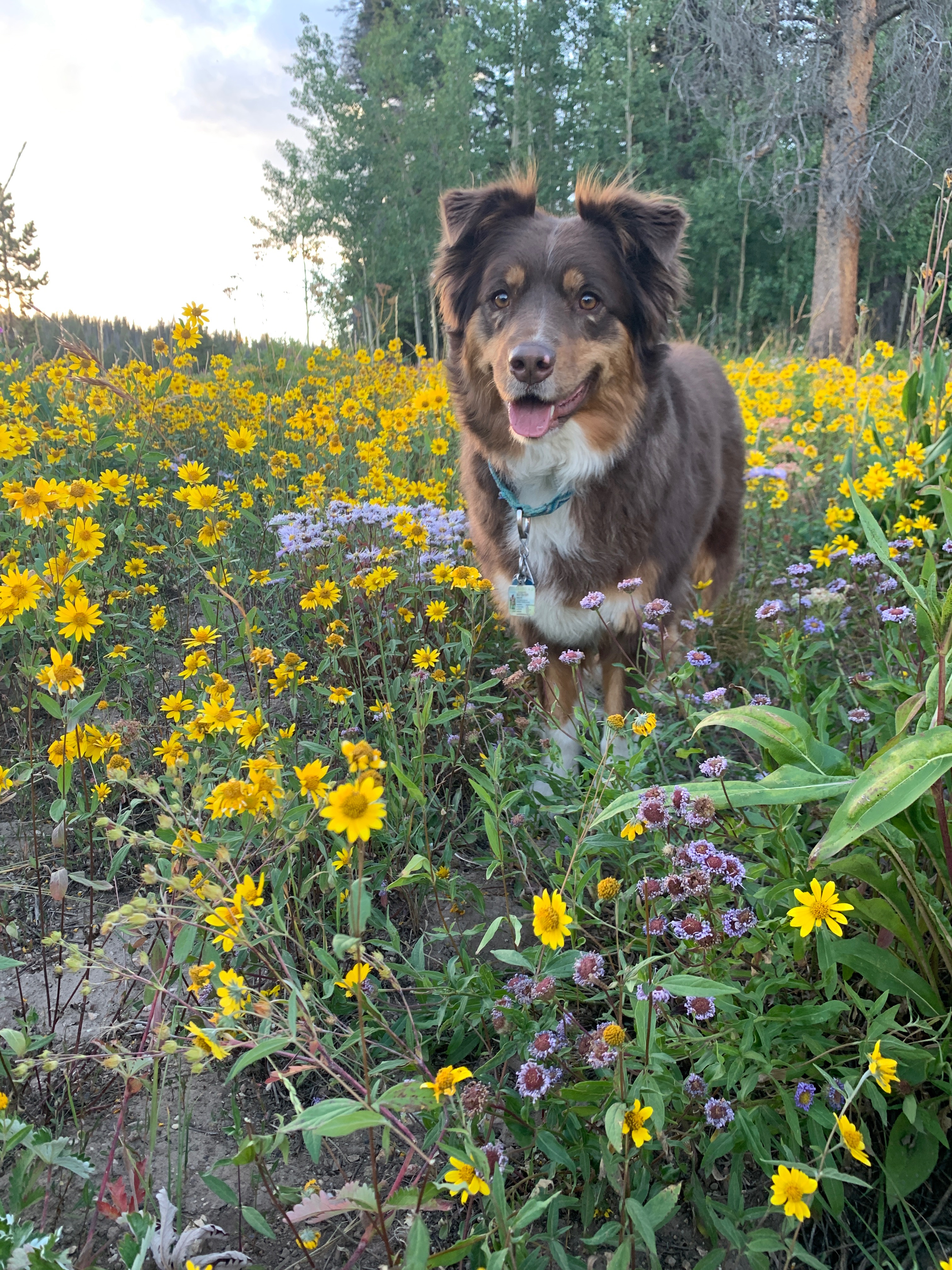 Help us get Harlow back on her paws campaign photo, 7 of 8