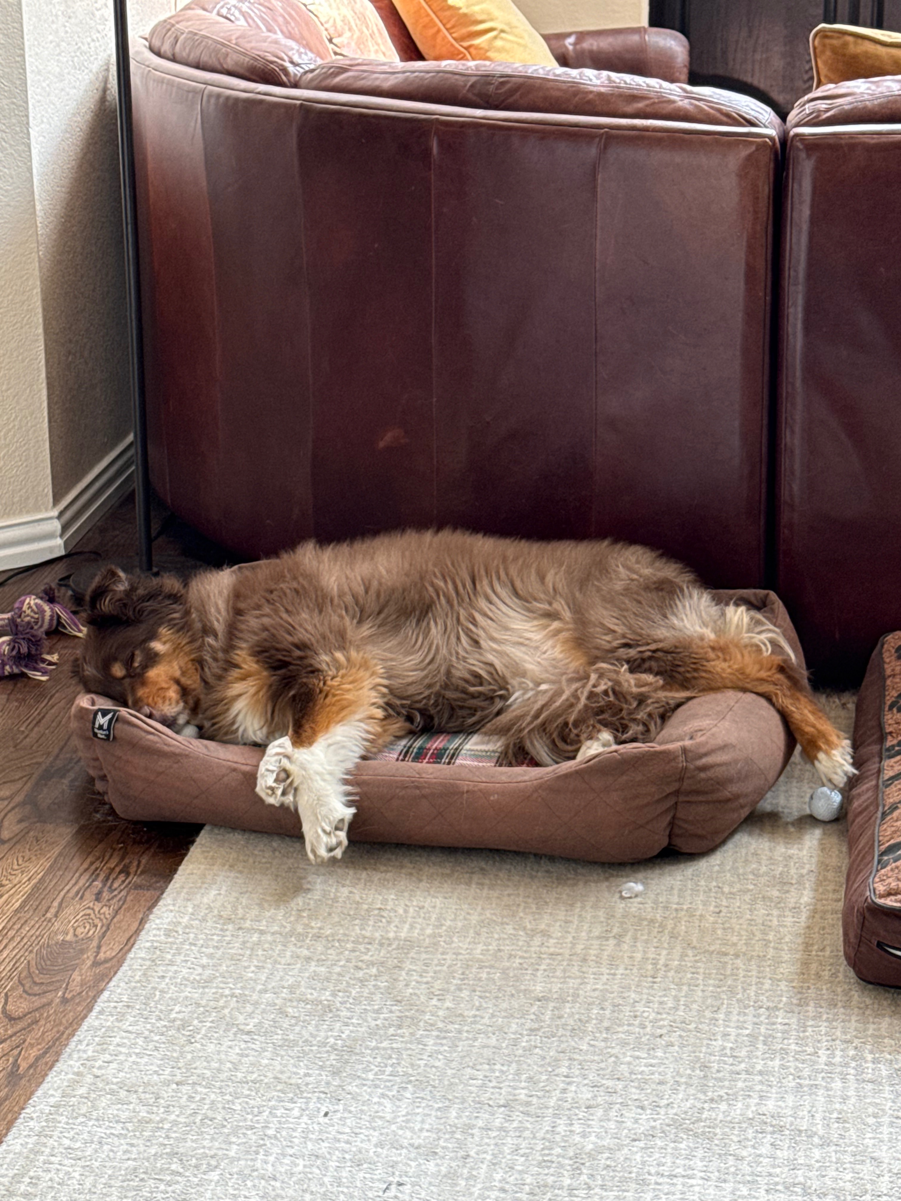 Help us get Harlow back on her paws campaign photo, 2 of 8