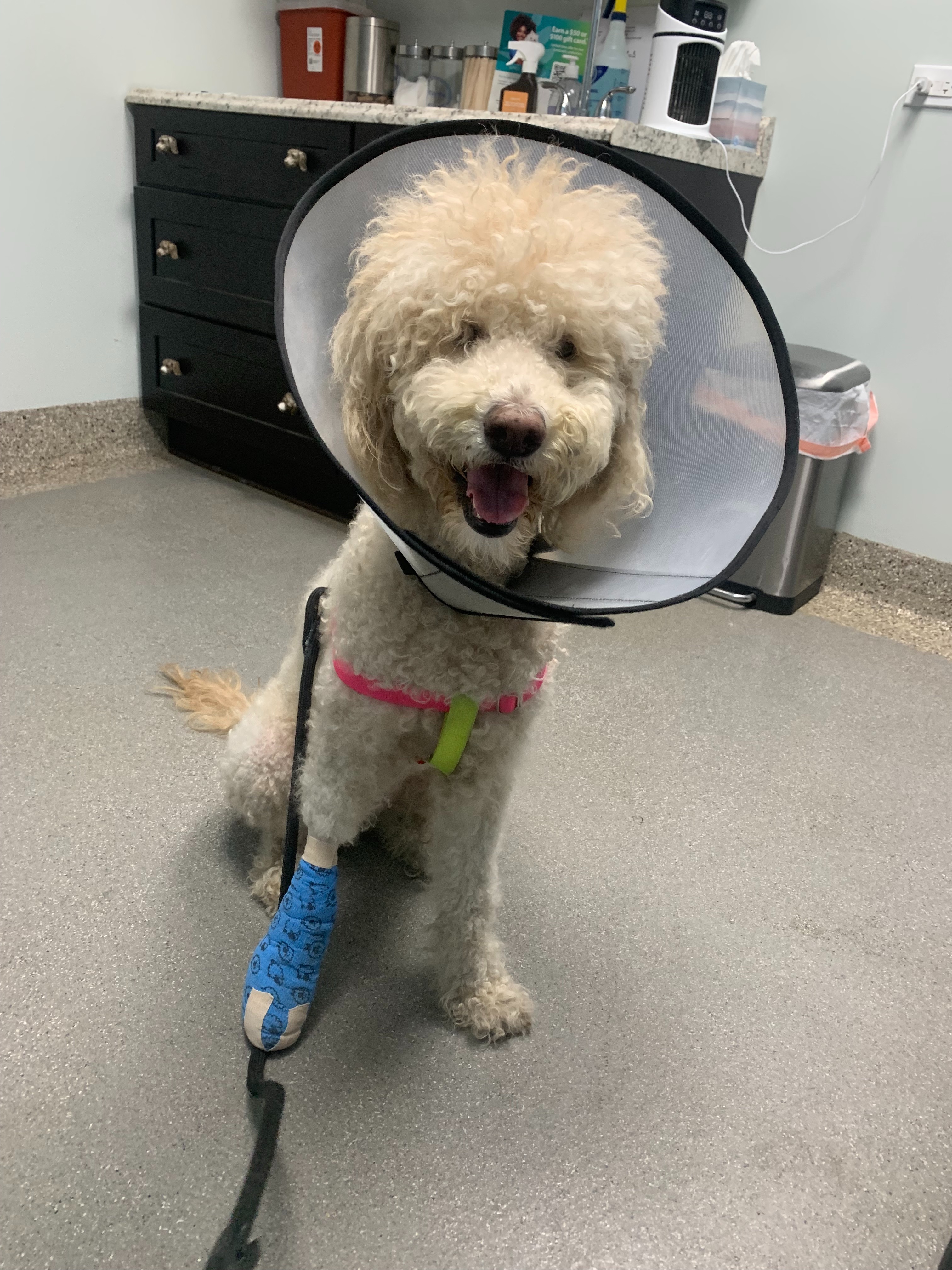 Please Help Winona Recover from Tumor Surgery campaign photo, 7 of 7