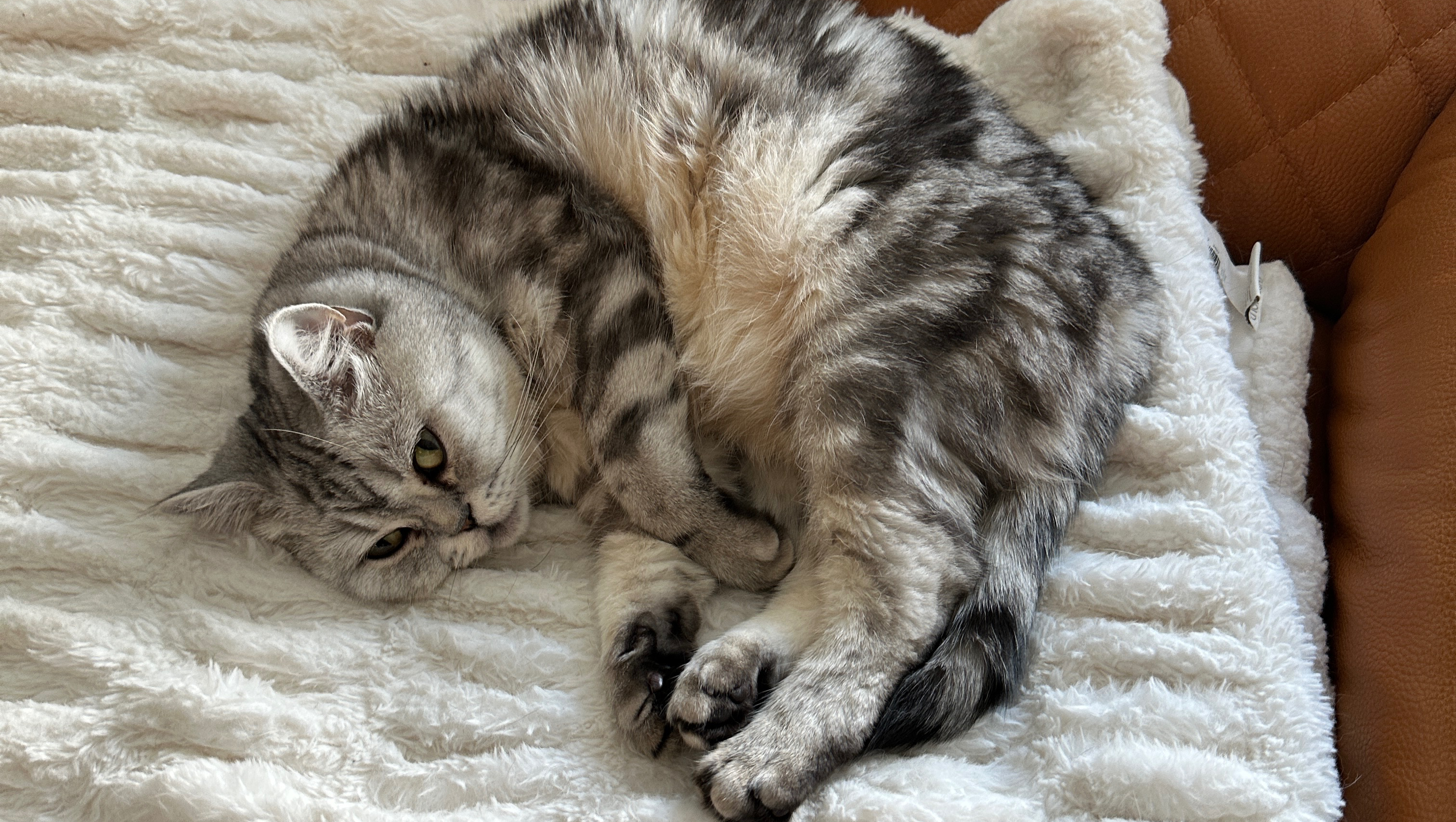 Urgent Surgery Needed for Kara's Beloved Cat photo