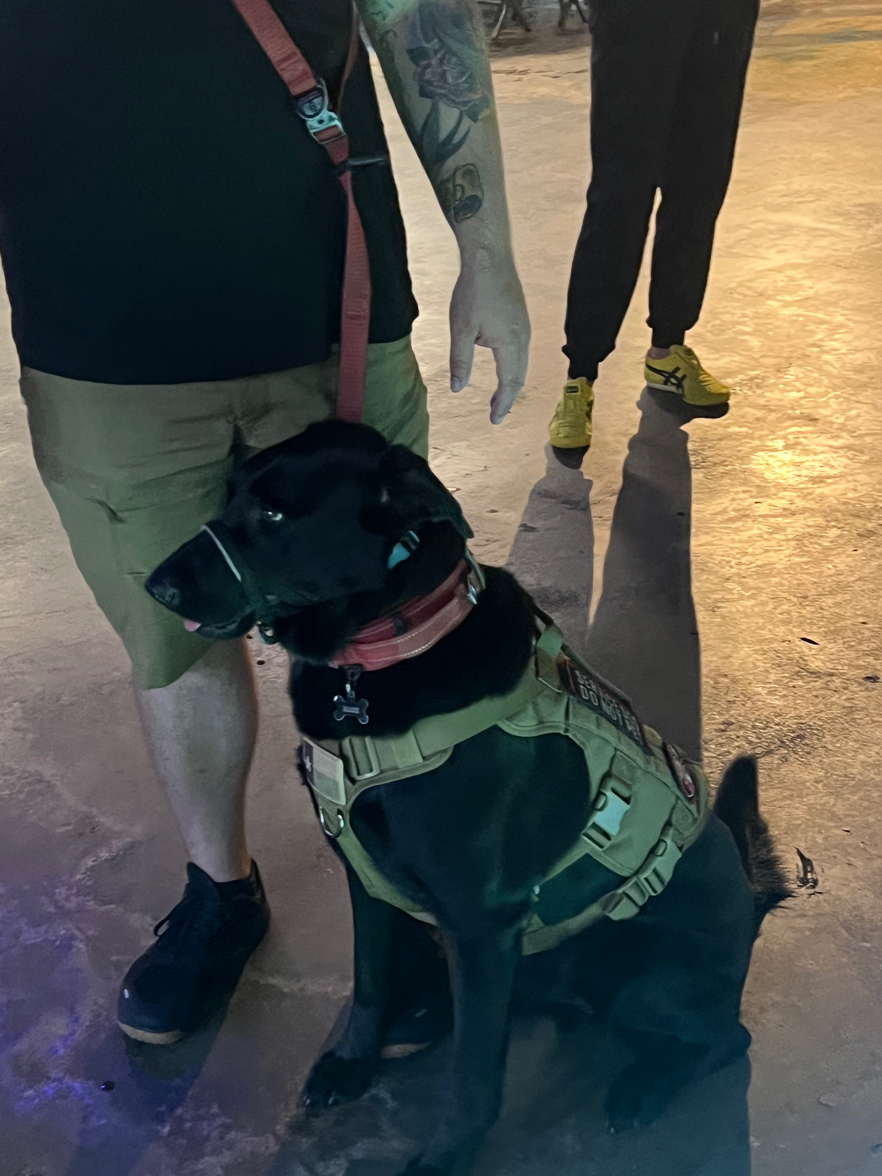 Help Mack, Our Hero Dog, Fight Potential Cancer campaign photo, 2 of 4