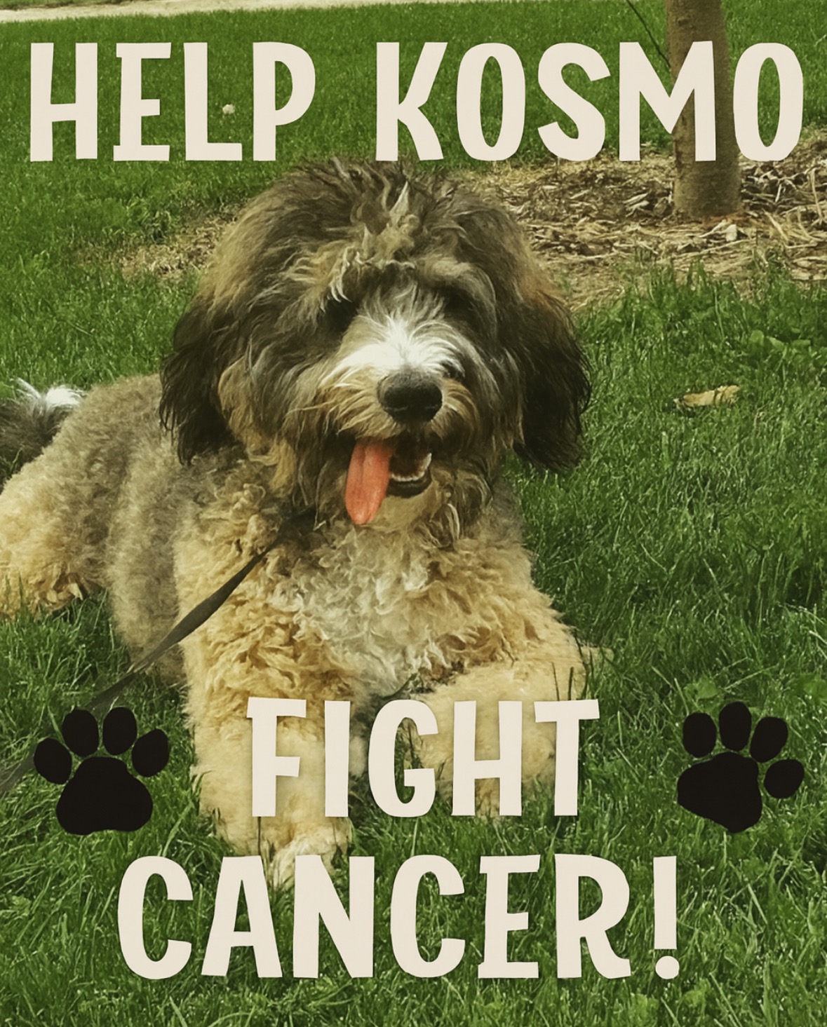 Help Kosmo cross the Rainbow Bridge and Aquamation campaign photo, 7 of 8