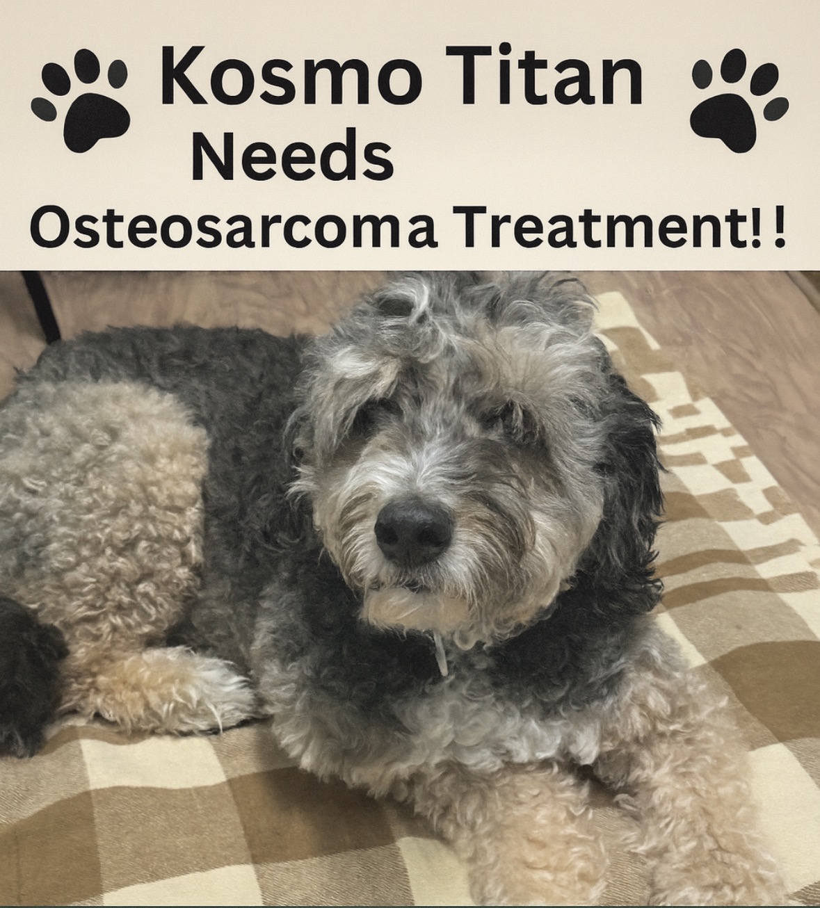 Help Kosmo cross the Rainbow Bridge and Aquamation campaign photo, 2 of 8