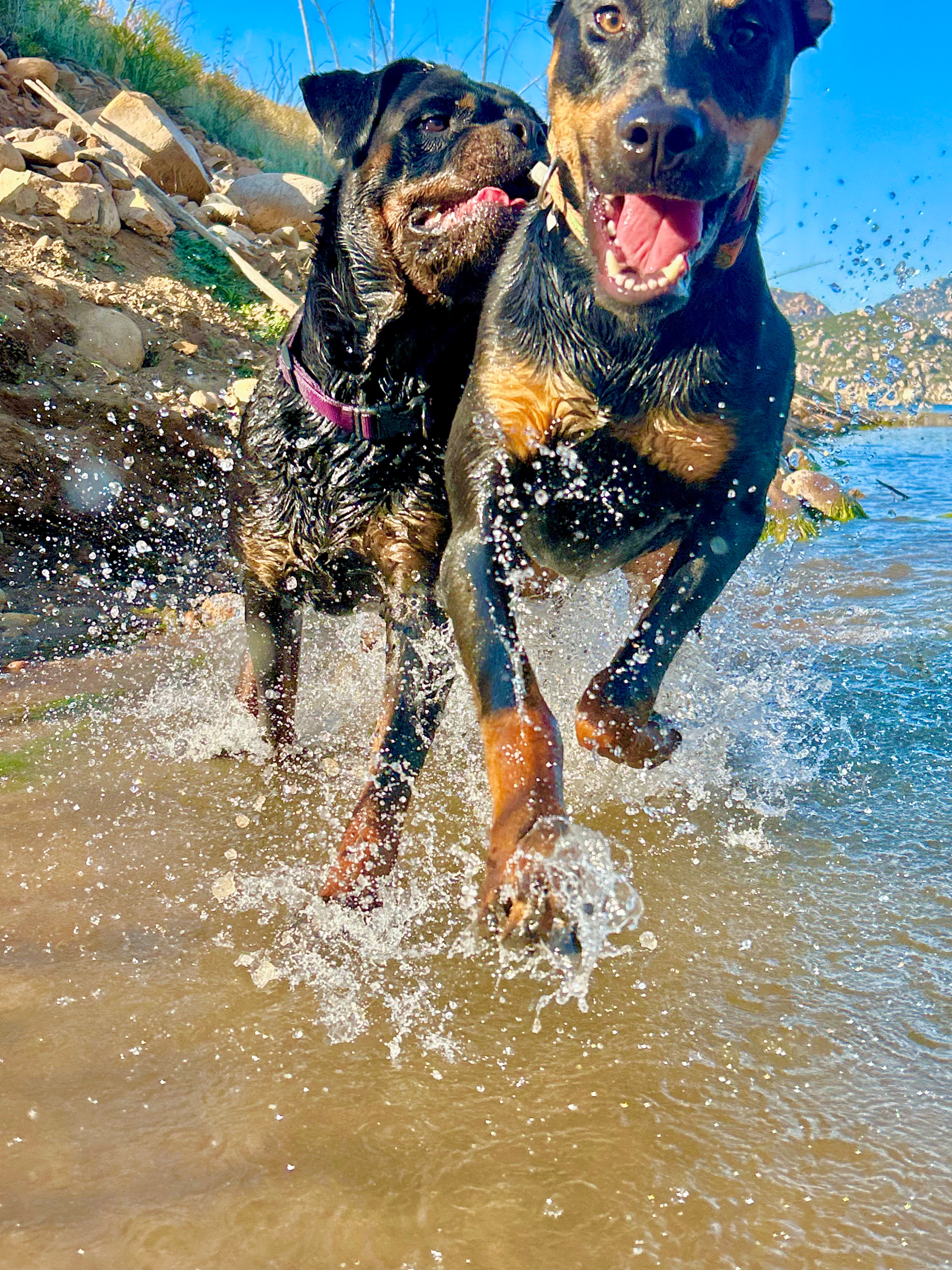 Give Rubin a Chance to Play Again campaign photo, 2 of 7
