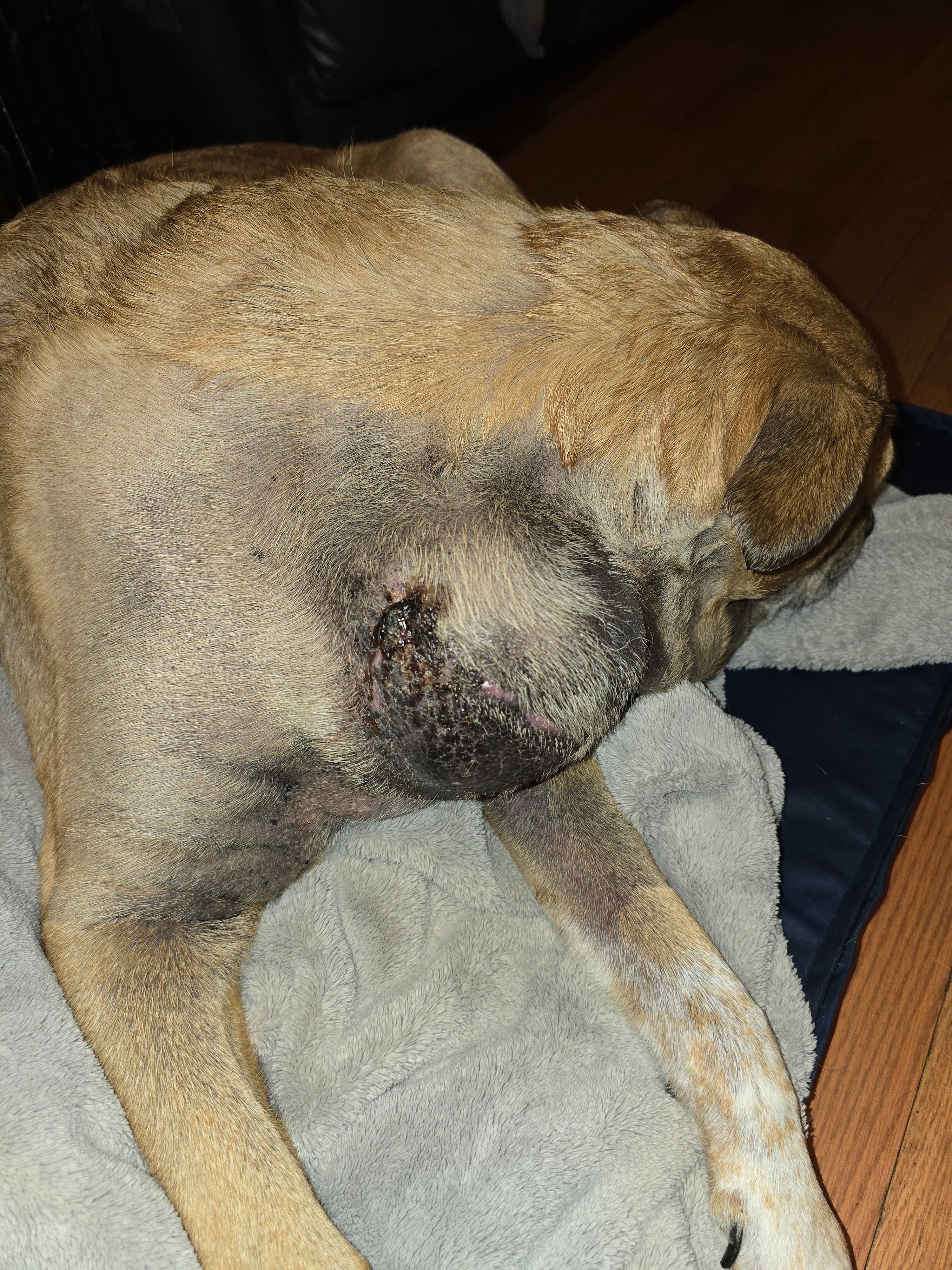 Urgent Surgery for Solo's Growing Tumor campaign photo, 5 of 6