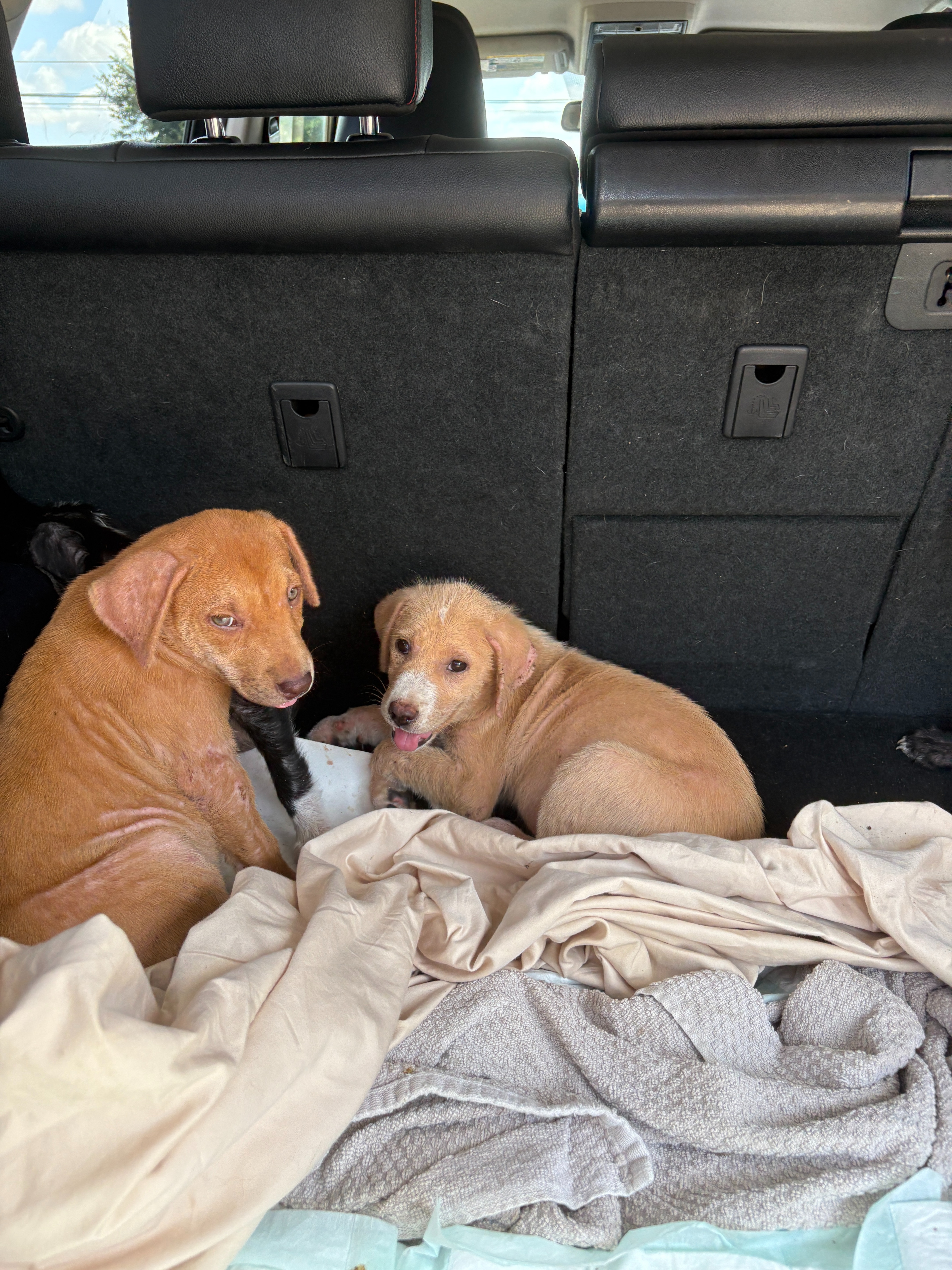 Support Medical Care for Rescued Puppies campaign photo, 7 of 8