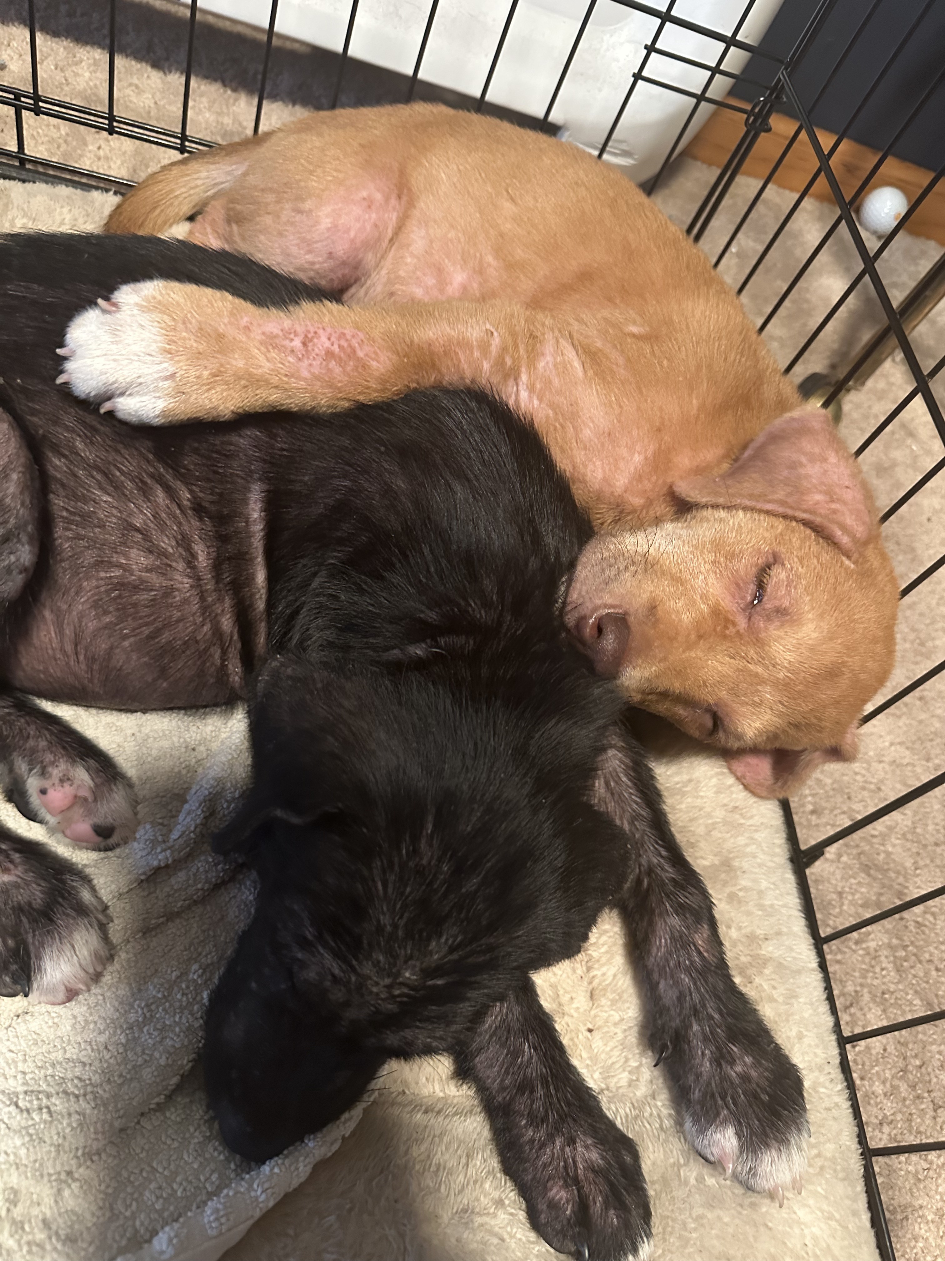 Support Medical Care for Rescued Puppies campaign photo, 2 of 8
