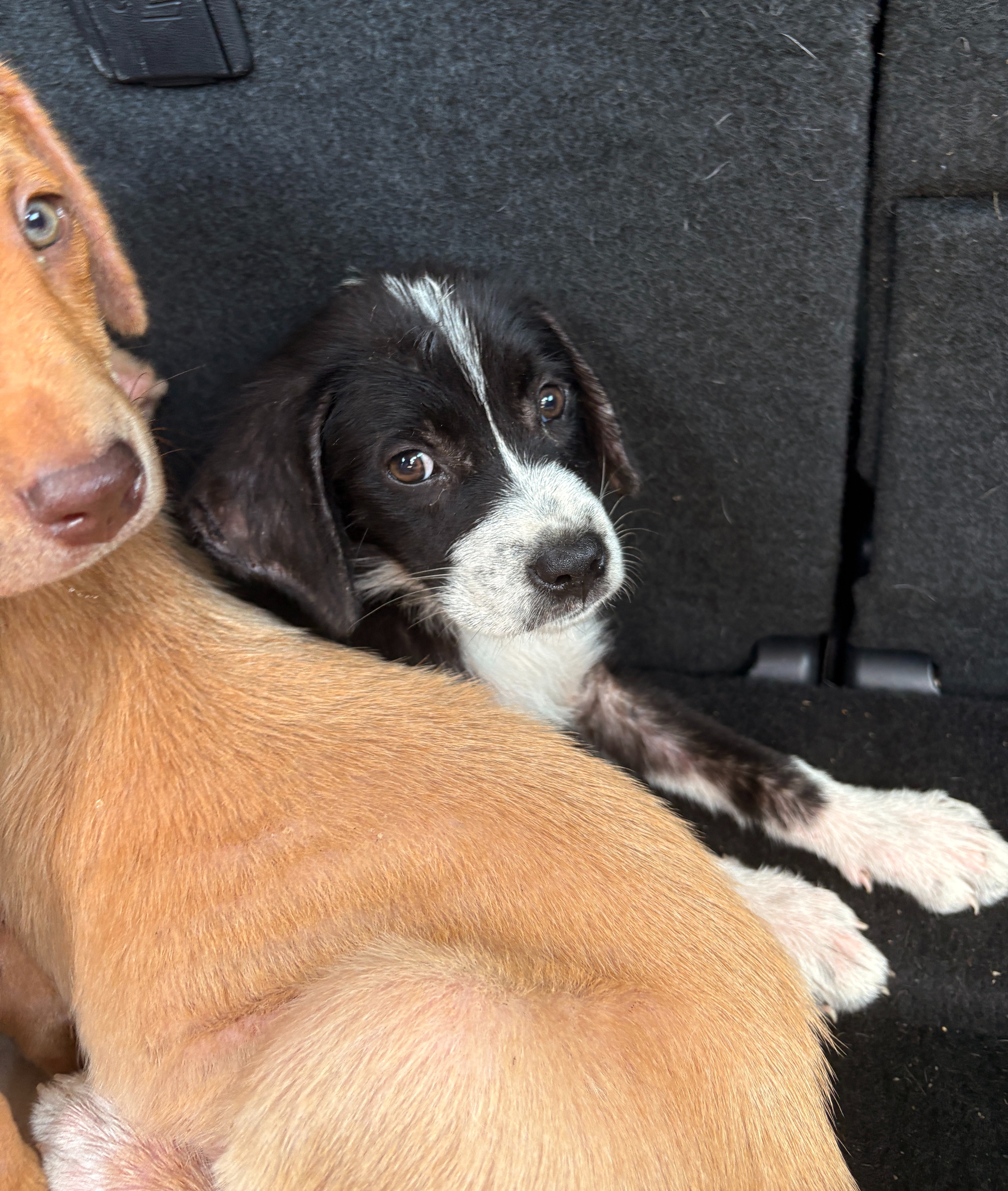 Support Medical Care for Rescued Puppies campaign photo, 5 of 8
