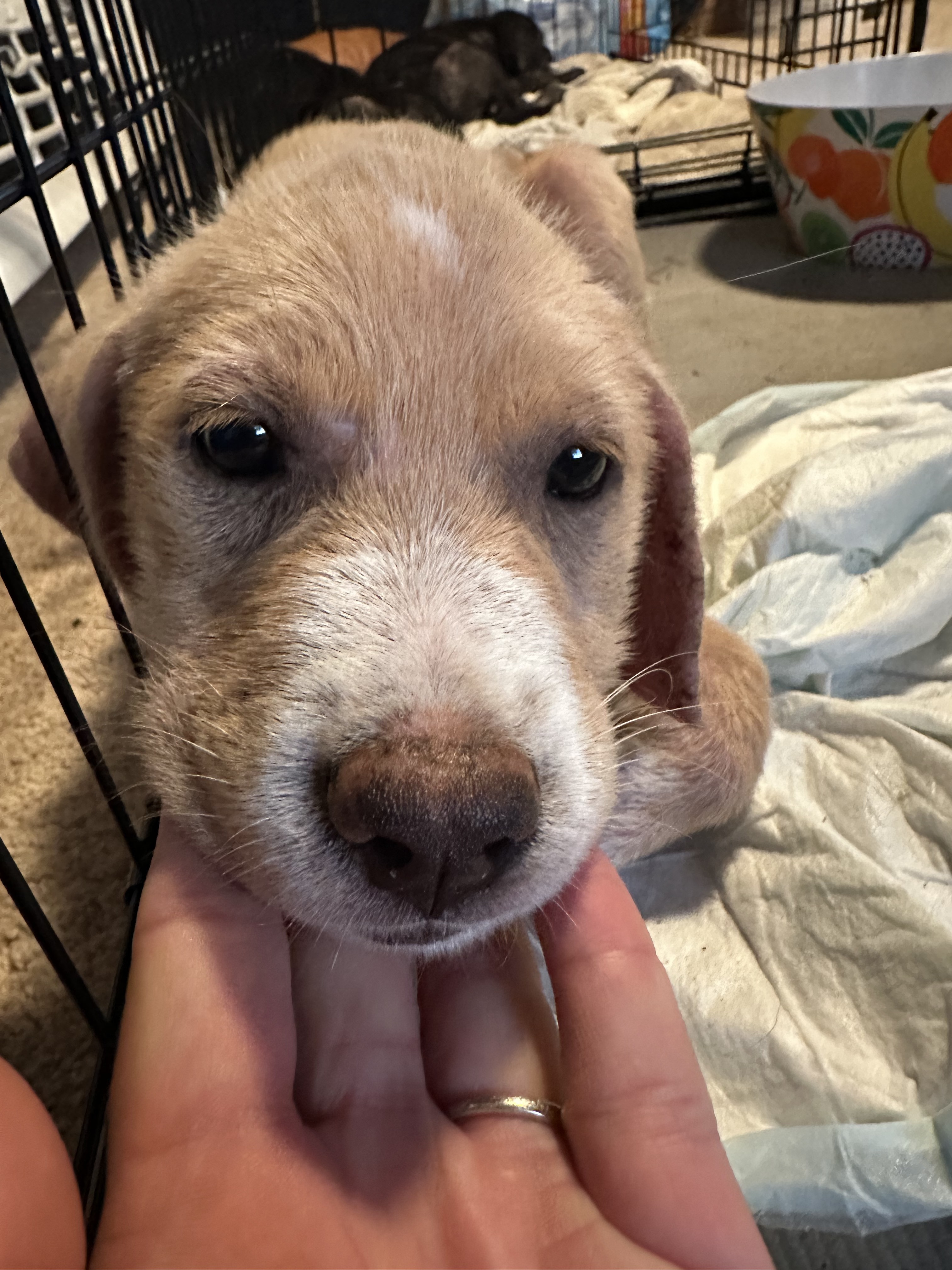 Support Medical Care for Rescued Puppies campaign photo, 6 of 8