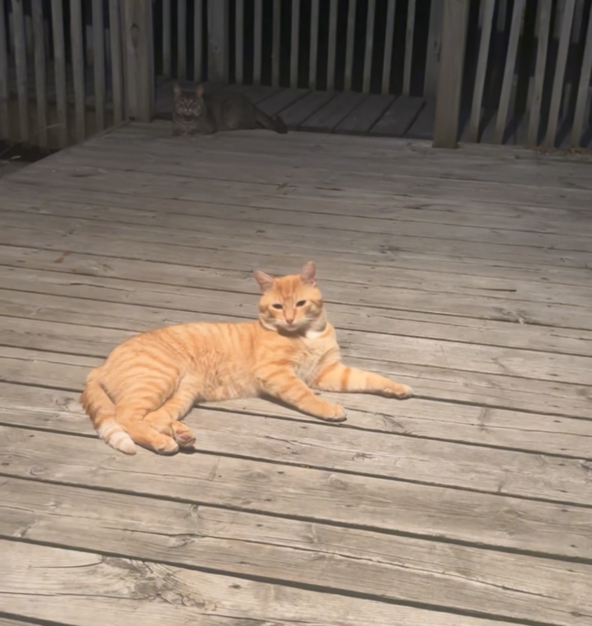 Stray Kittens campaign photo, 6 of 7