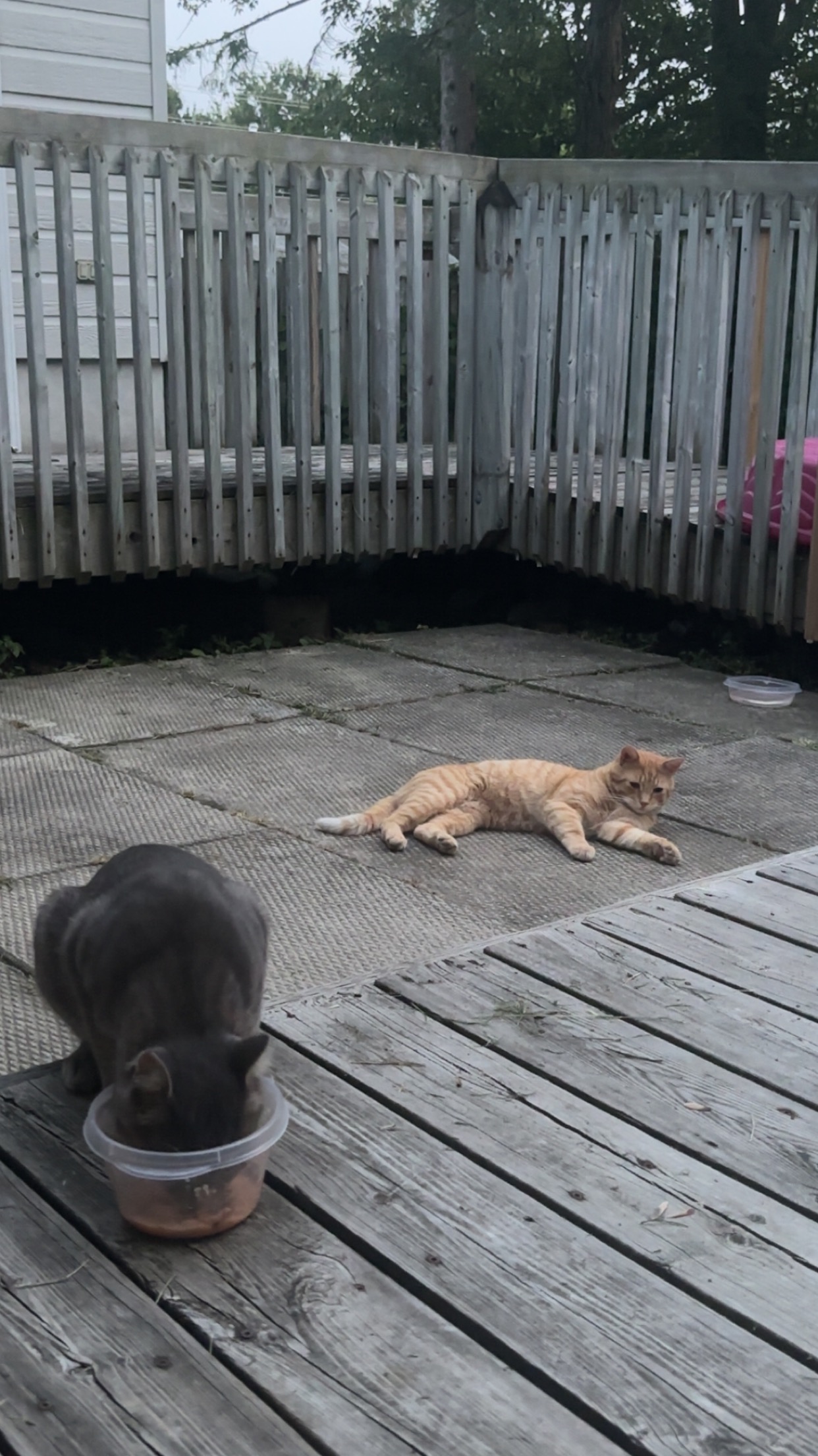 Stray Kittens campaign photo, 4 of 7