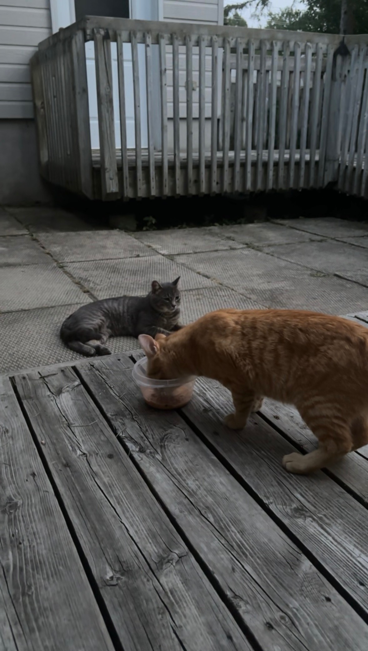 Stray Kittens campaign photo, 5 of 7