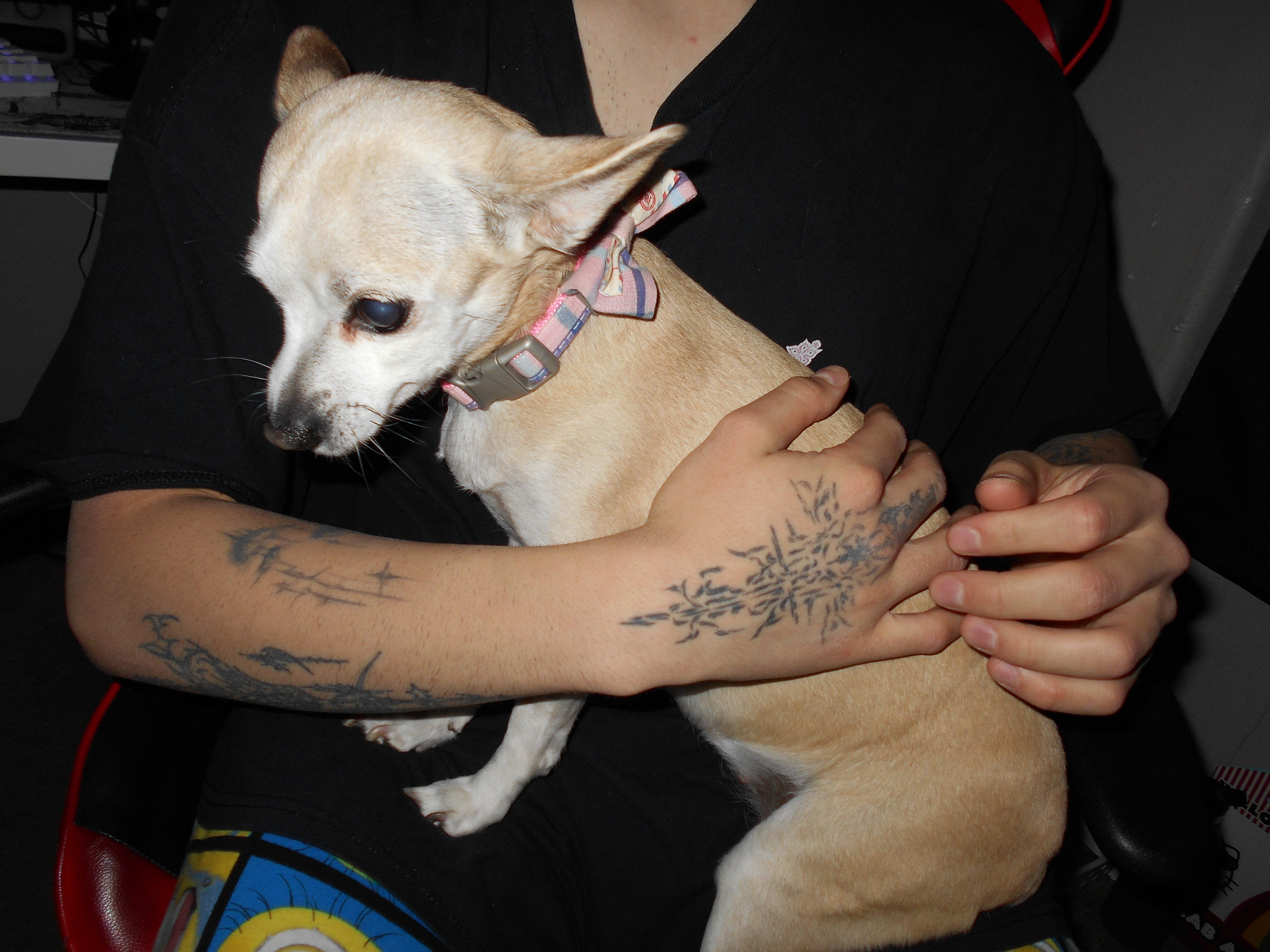 Save Cashew: Urgent Funds Needed for Surgery campaign photo, 5 of 6
