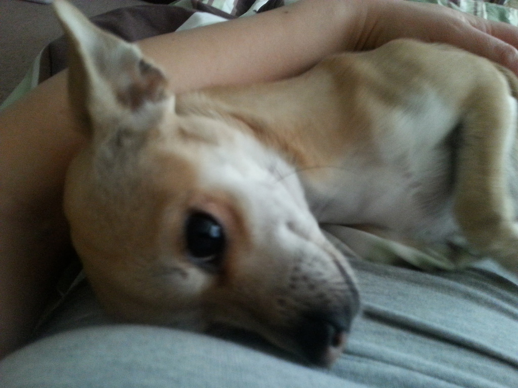 Save Cashew: Urgent Funds Needed for Surgery campaign photo, 4 of 6