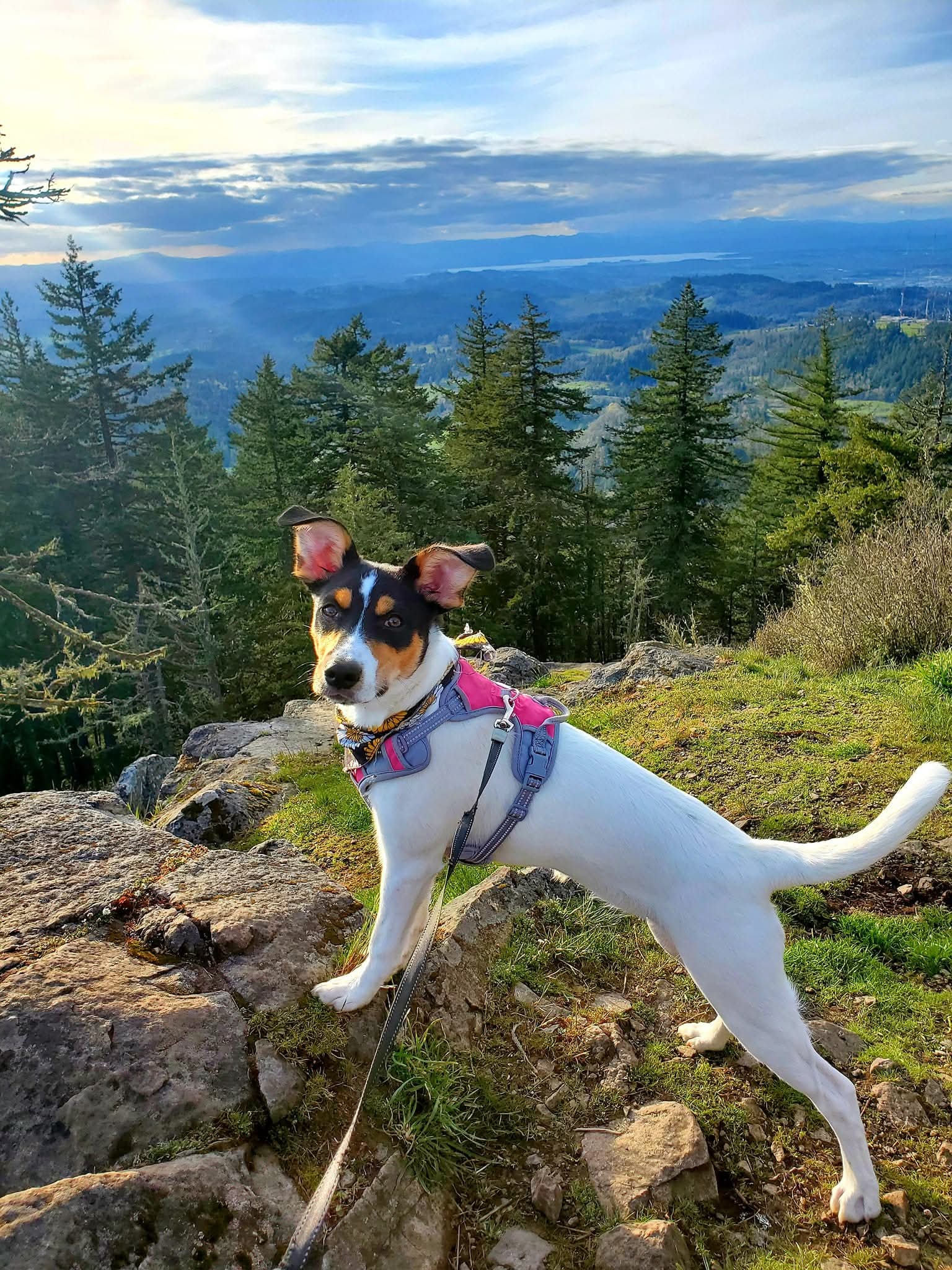 Help Bunny Get the Surgery She Desperately Needs campaign photo, 2 of 8