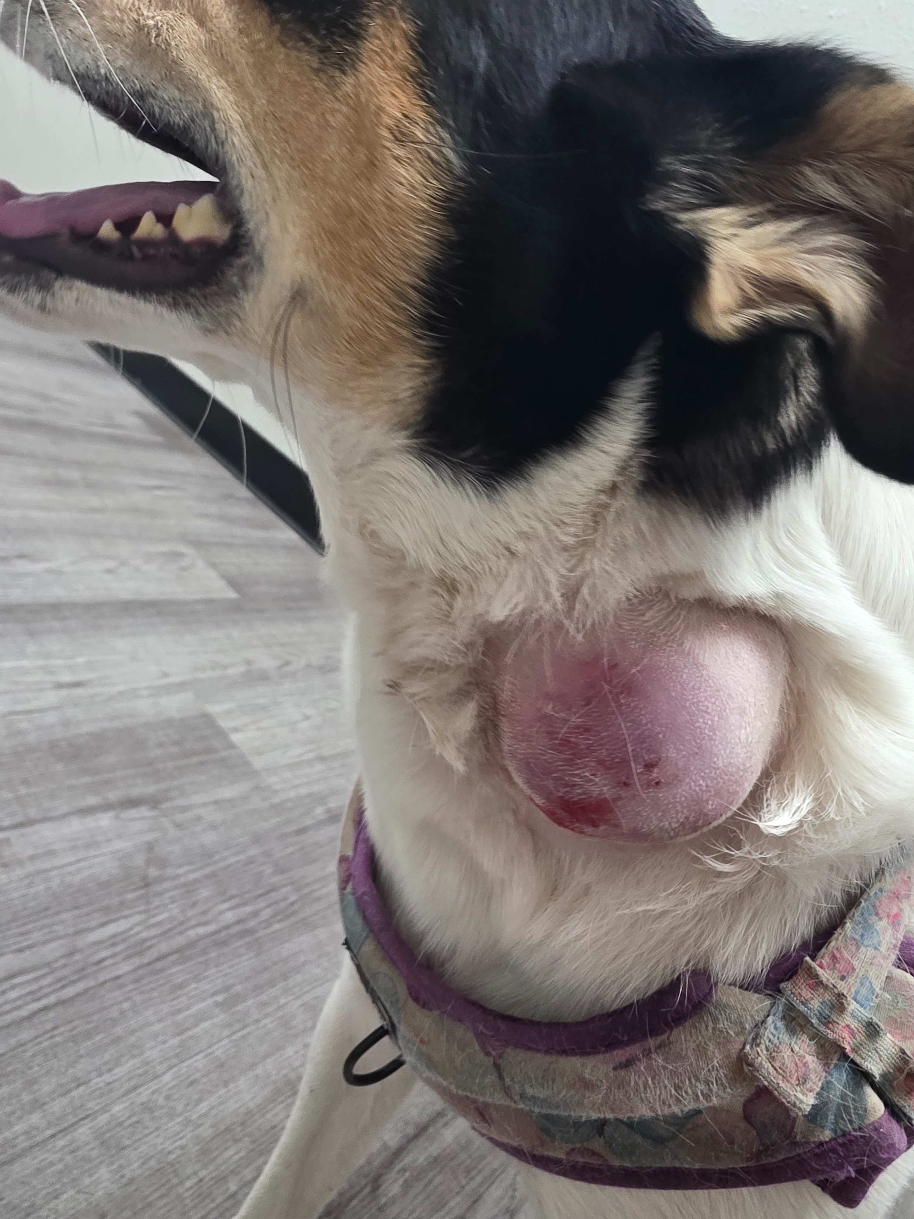Help Bunny Get the Surgery She Desperately Needs campaign photo, 6 of 8