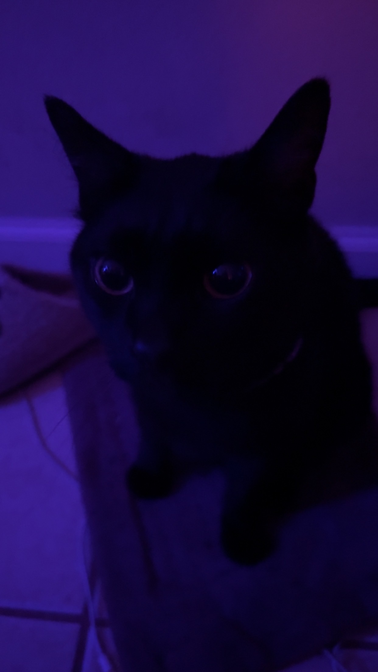 Help Gary the Cat Overcome Painful Stomatitis campaign photo, 2 of 6