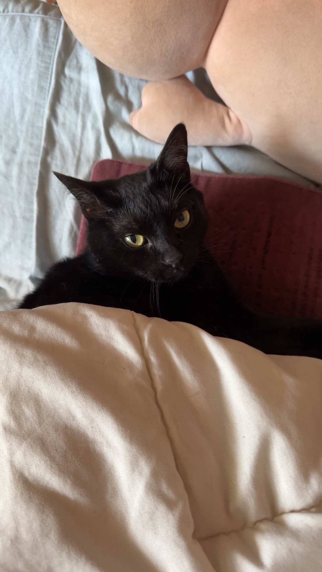 Help Gary the Cat Overcome Painful Stomatitis campaign photo, 4 of 6