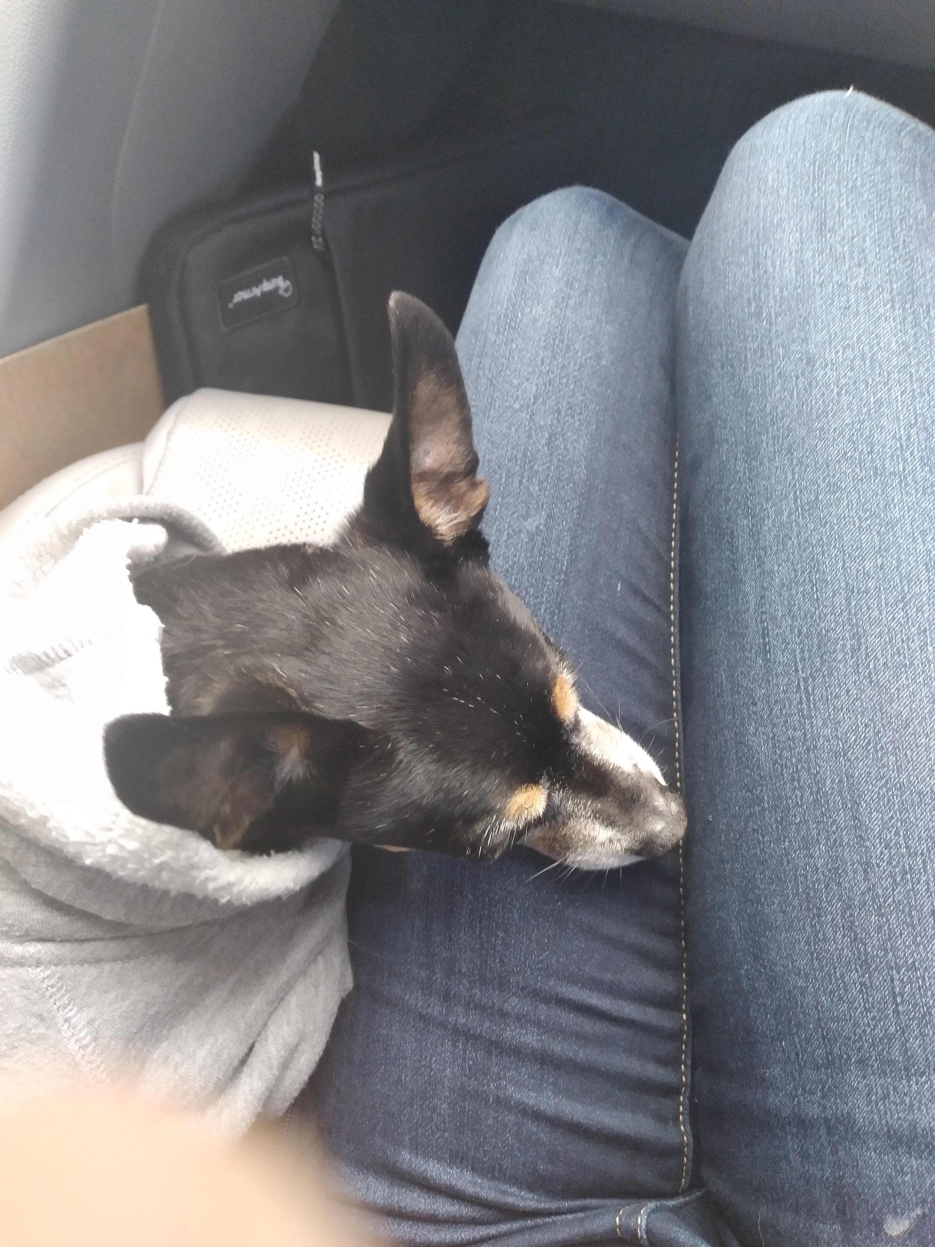 Emergency Vet Funds for Tiny campaign photo, 2 of 4