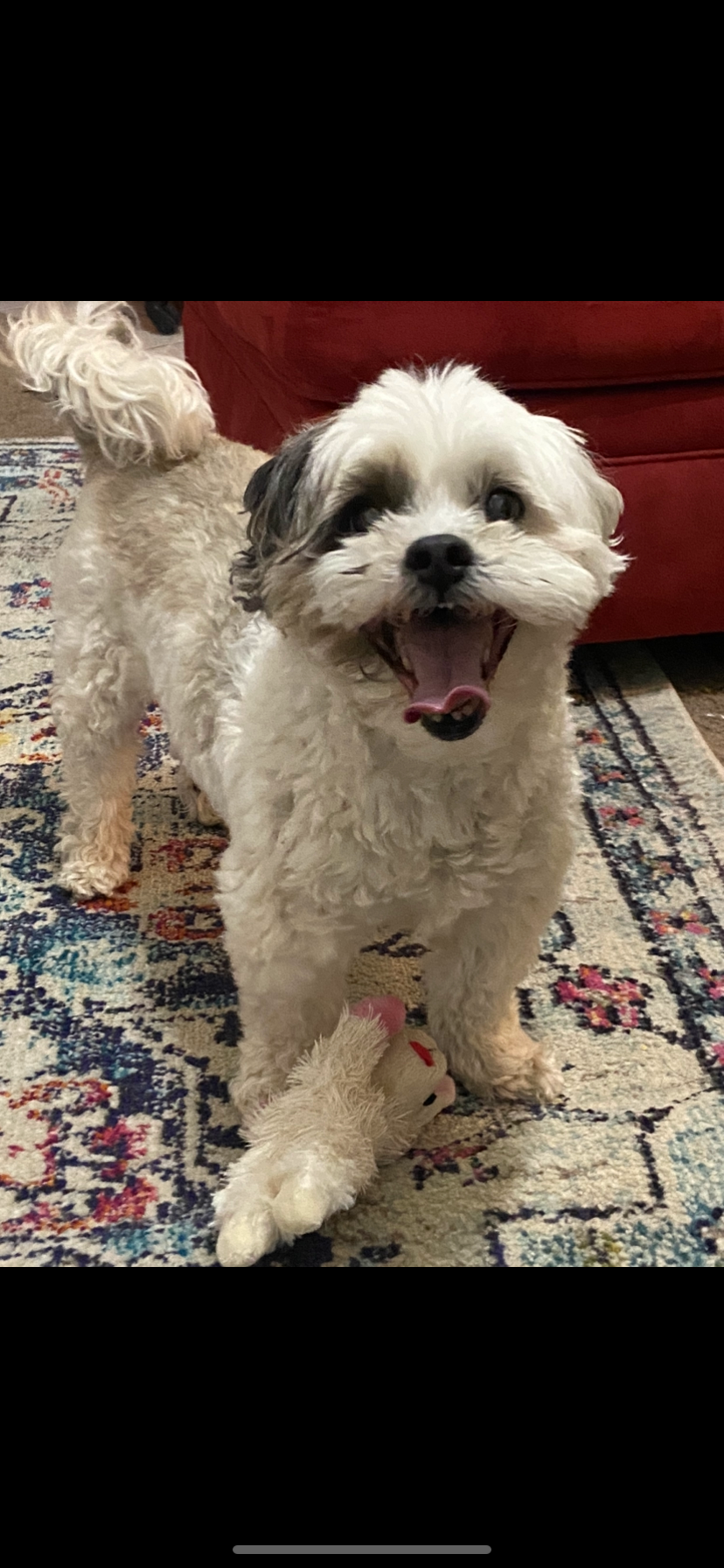 Support Walter's Life-Saving Surgery campaign photo, 7 of 8